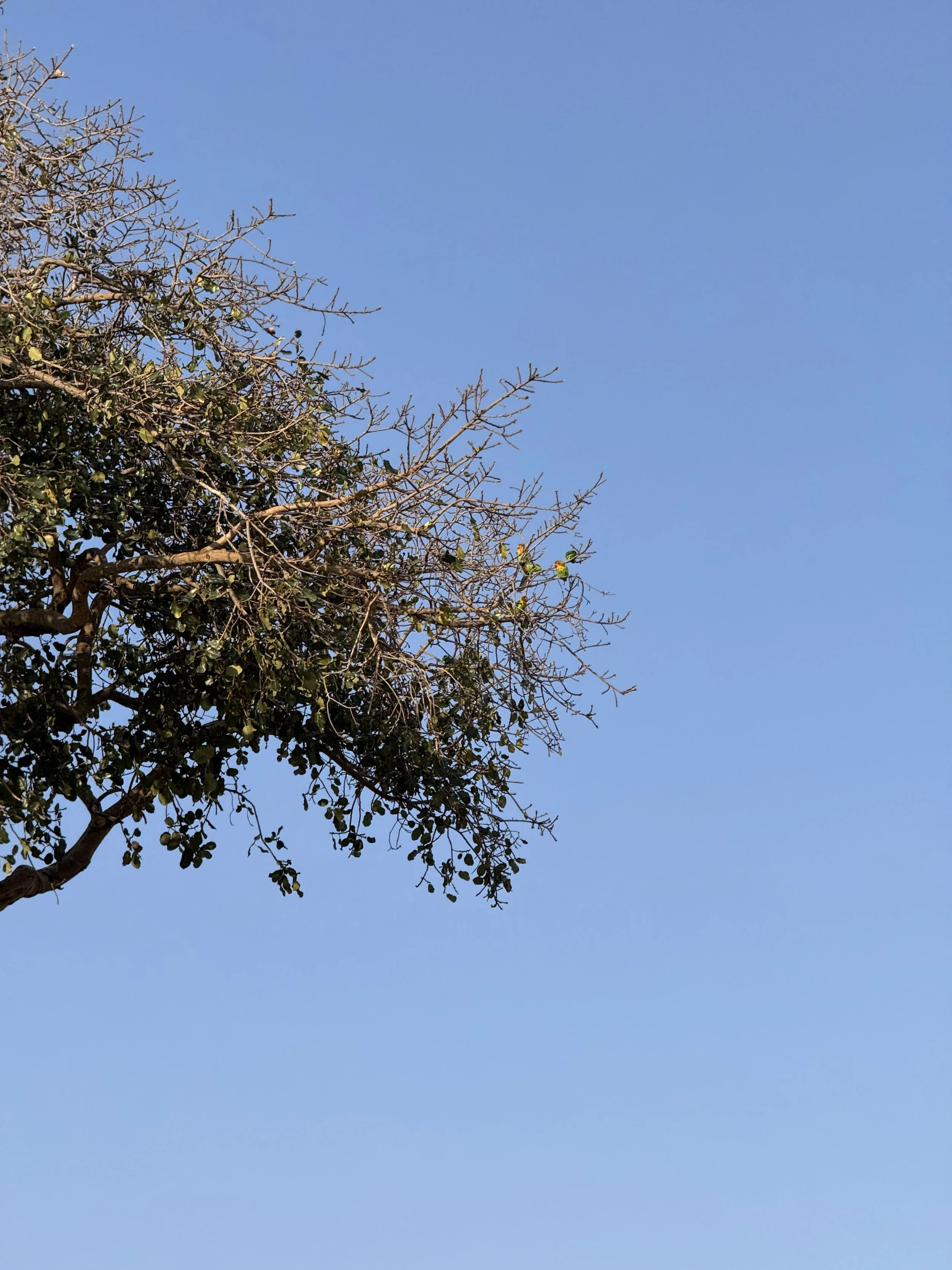  Tree (with birds) 
