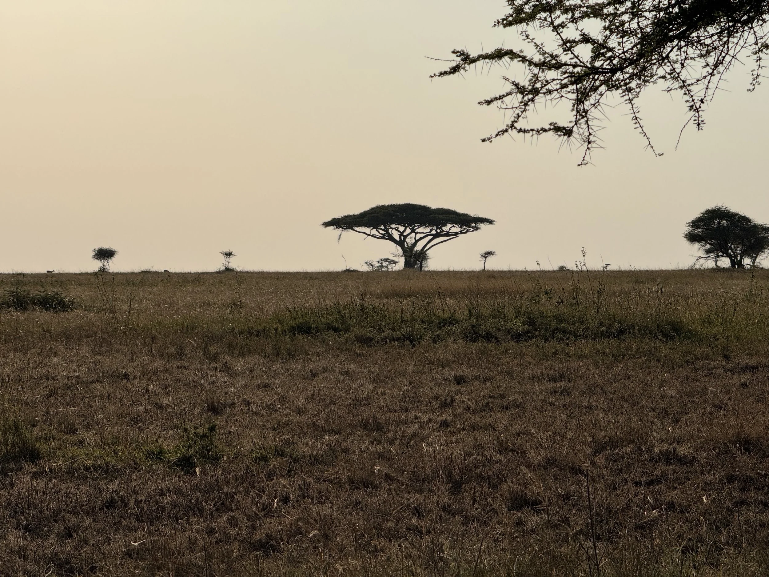  Acacia on the savannah 