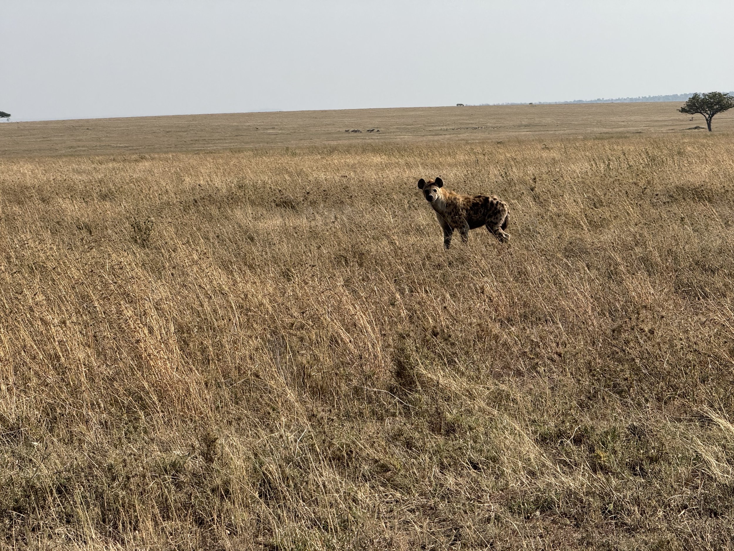  A Hyena 
