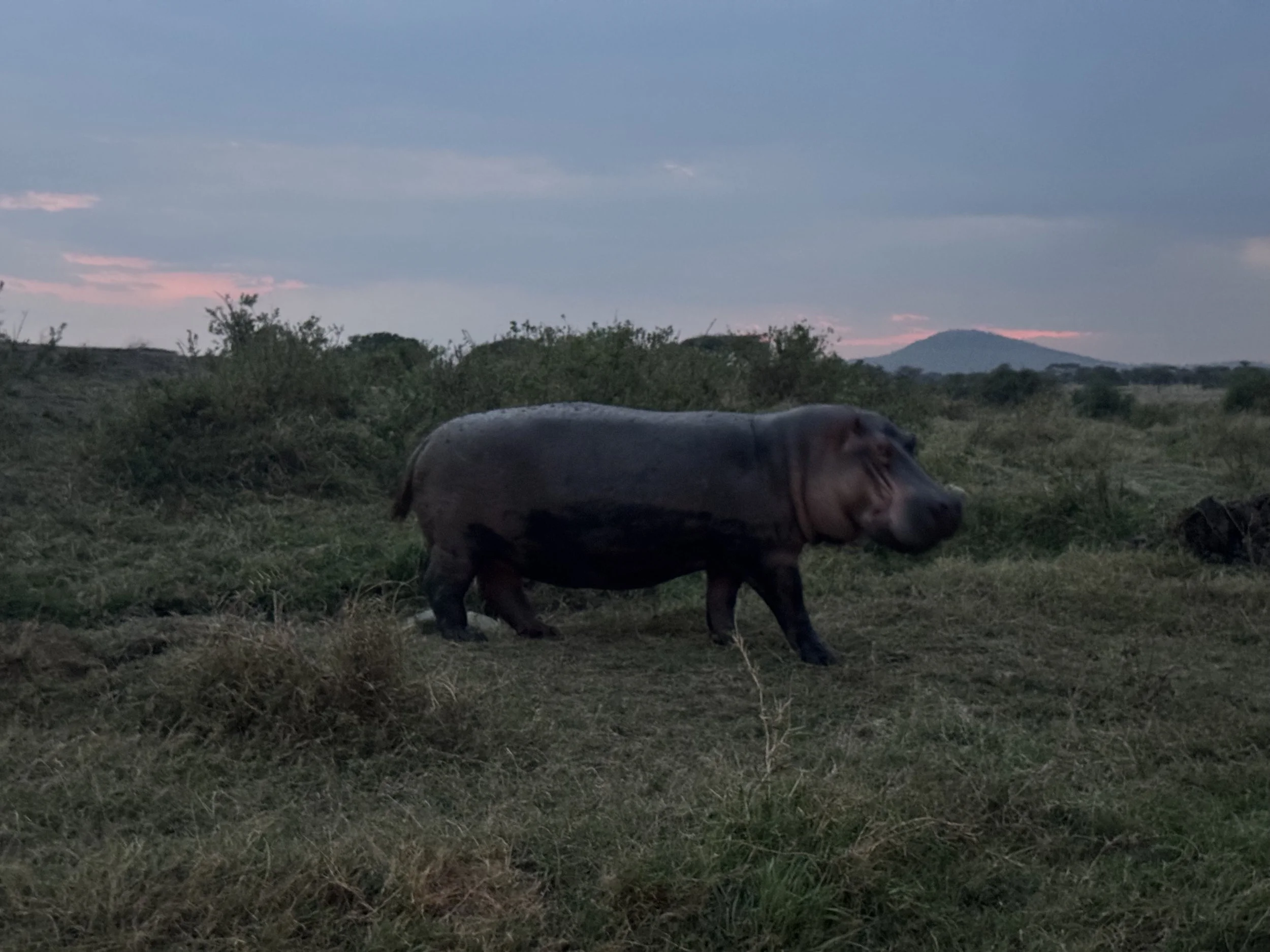  Hippo out of water in the evening 