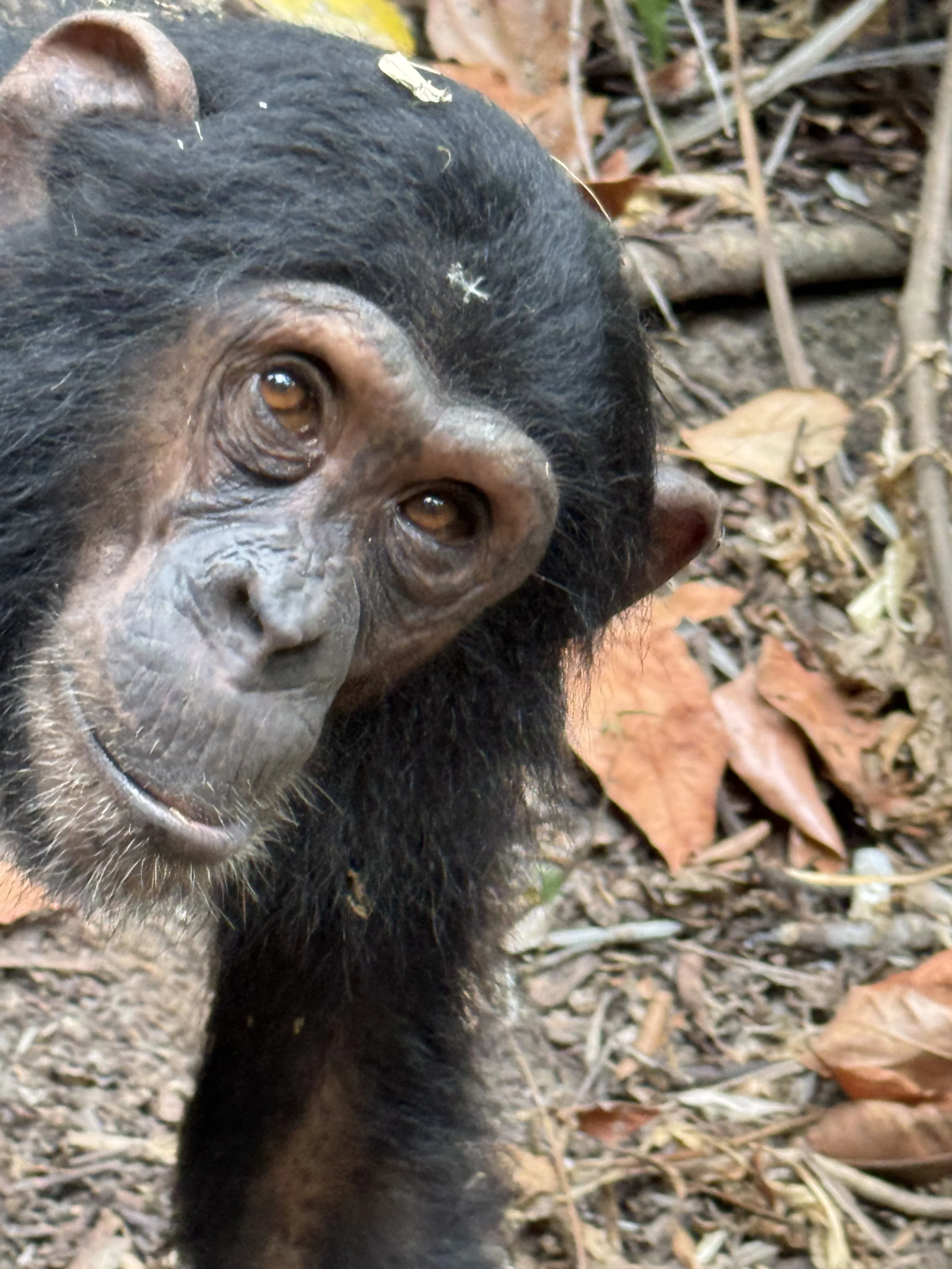  One of the oldest most respected chimps in the park, just over 40 years old 