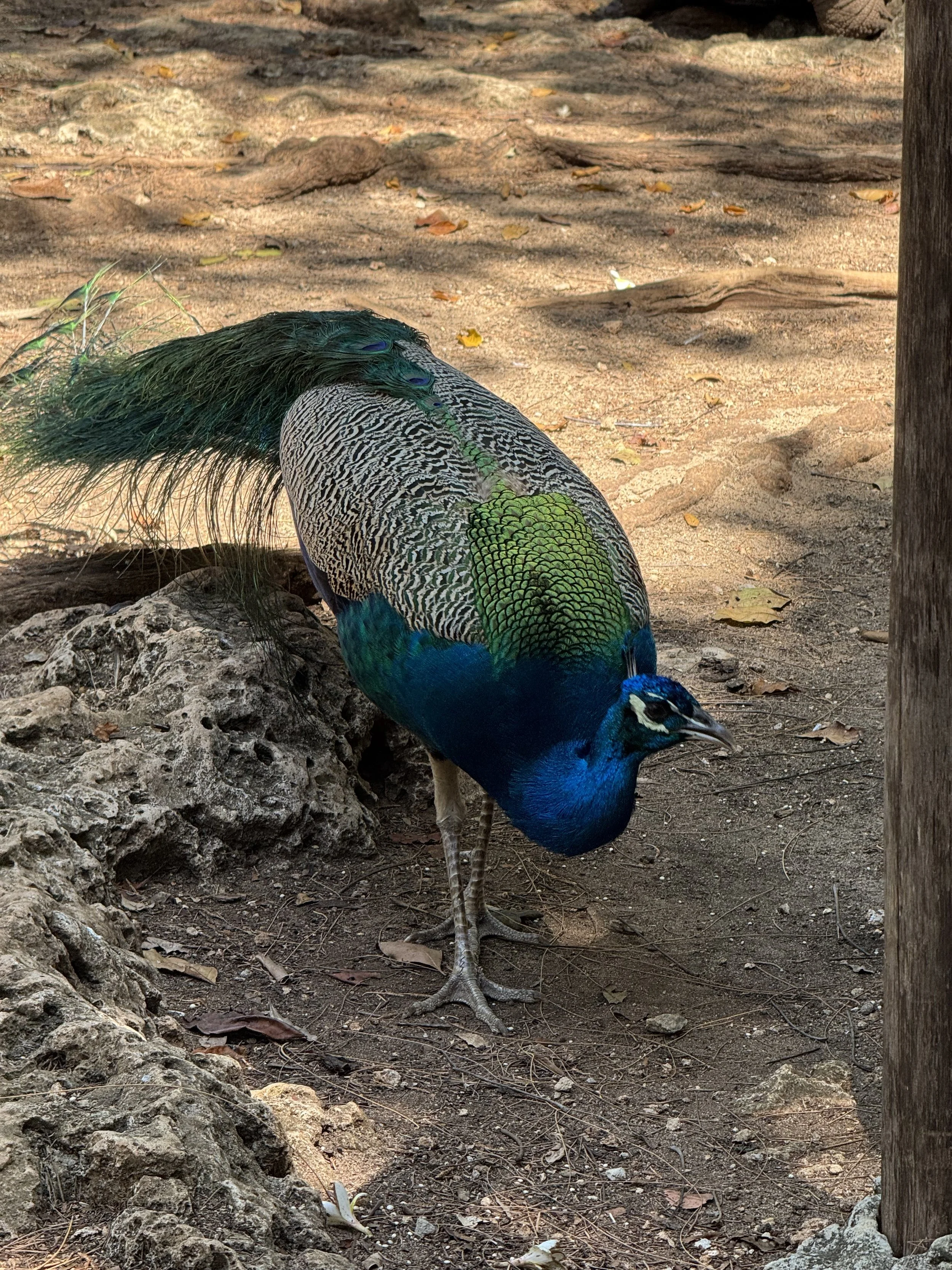  A peacock 