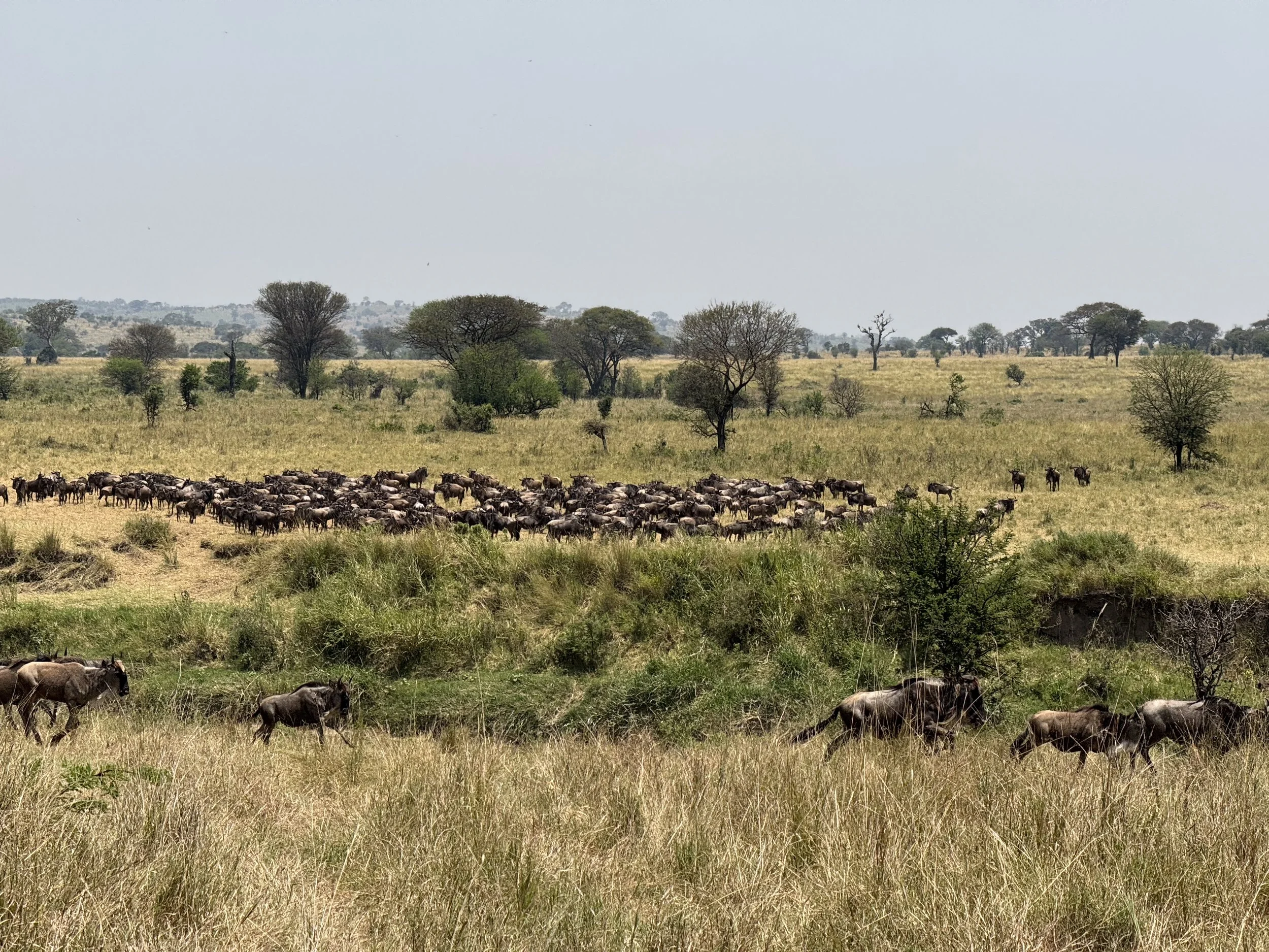  The Great Migration of the Serengeti 