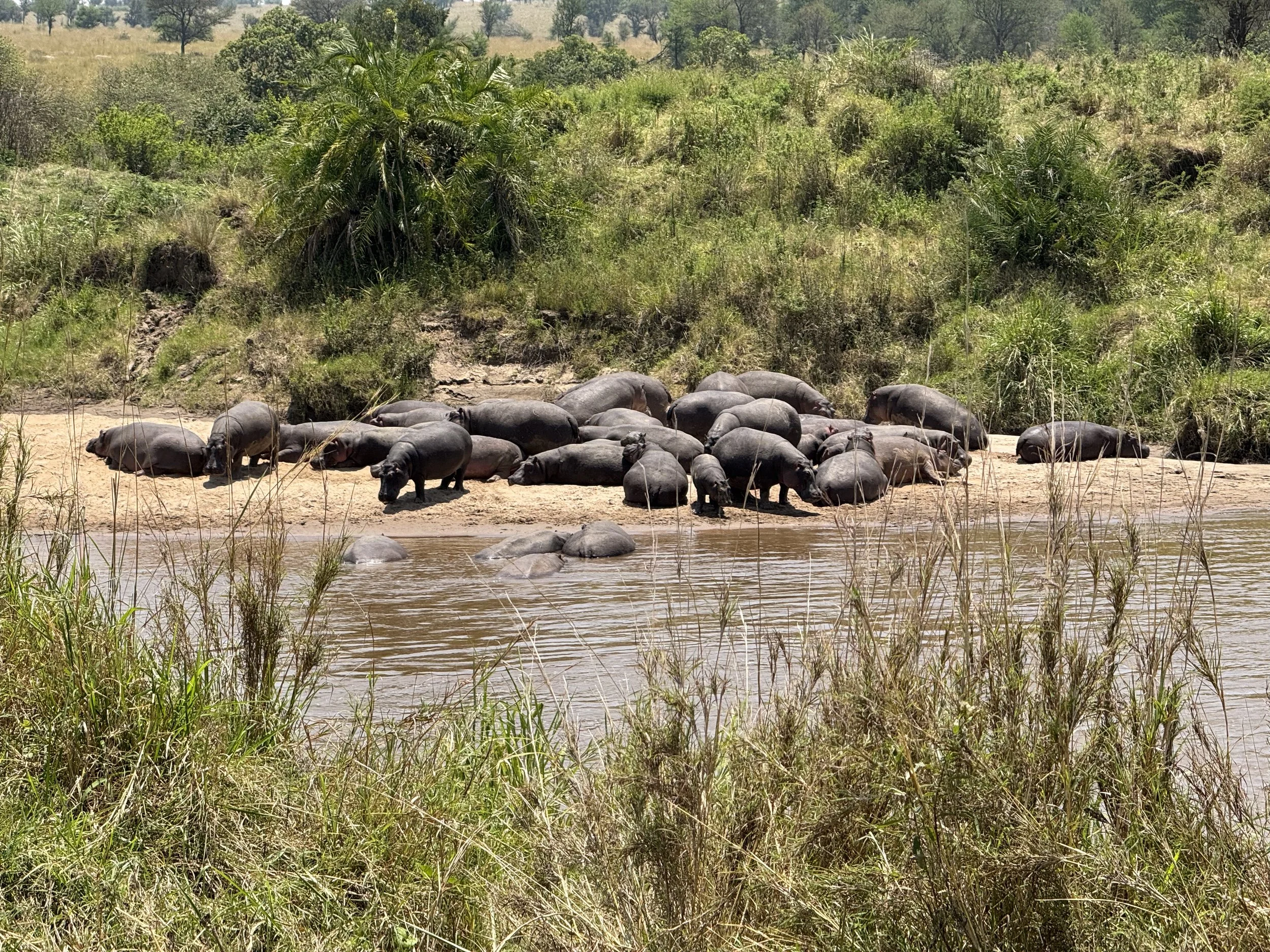  A lot of hippos 