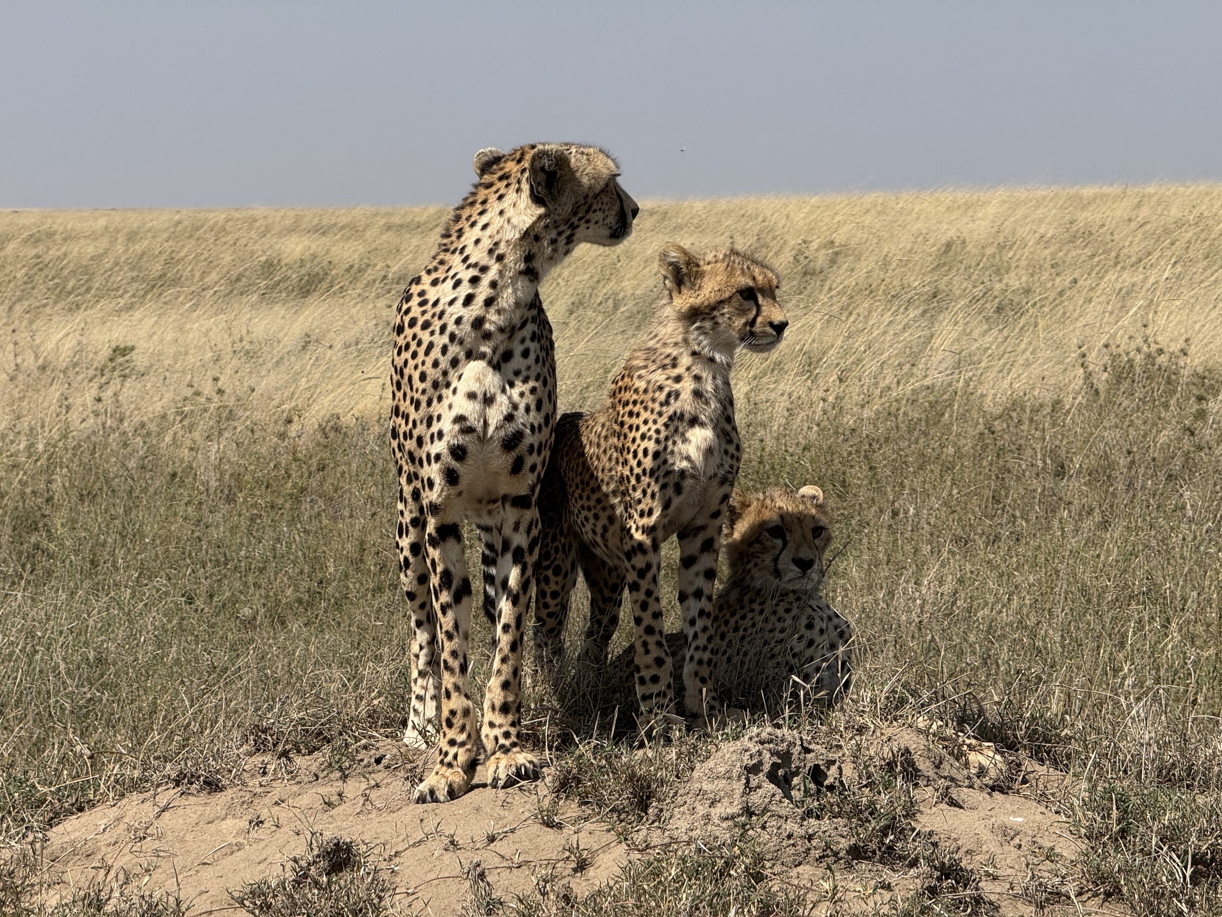  A cheetah family 