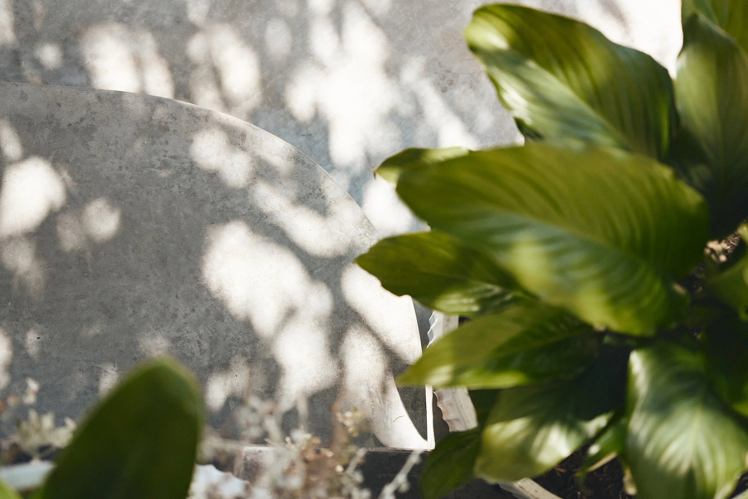Close-up of green leafy plant with sunlight casting shadows on a concrete surface in the background.