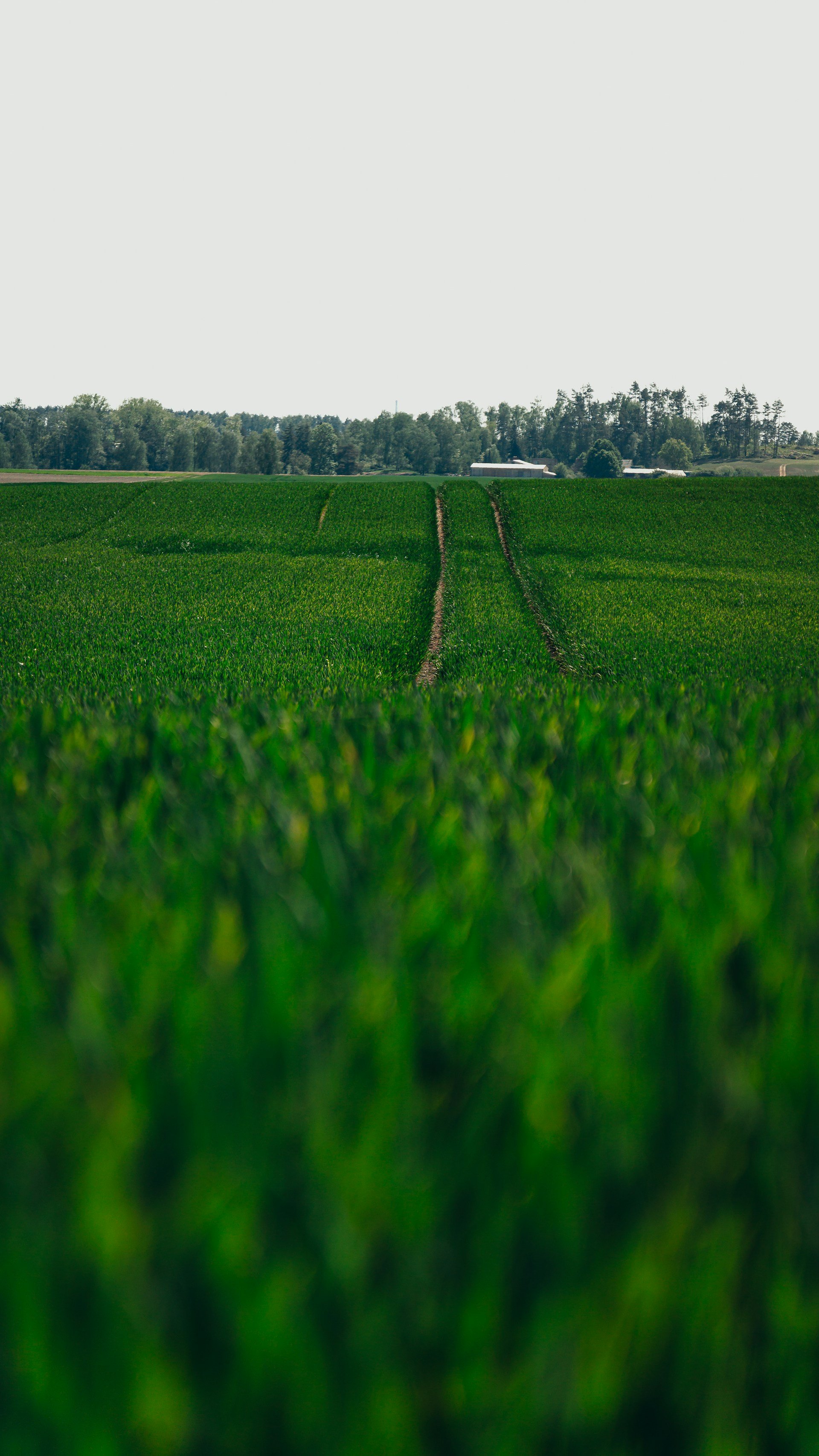 Agriculture Strategy Consulting for Growth and Diversification