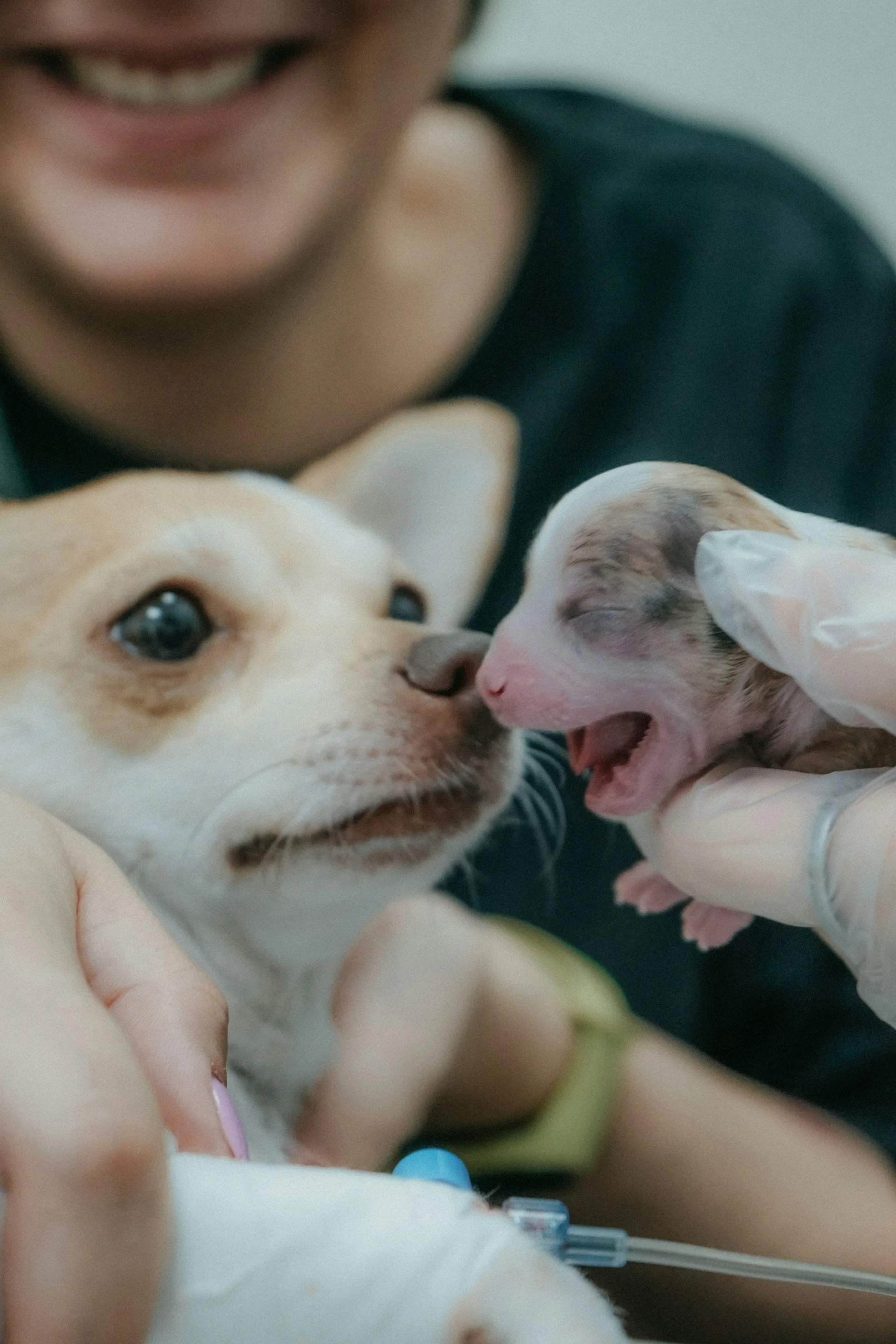 How Acumen Supports Veterinary Clinics & Animal Hospitals