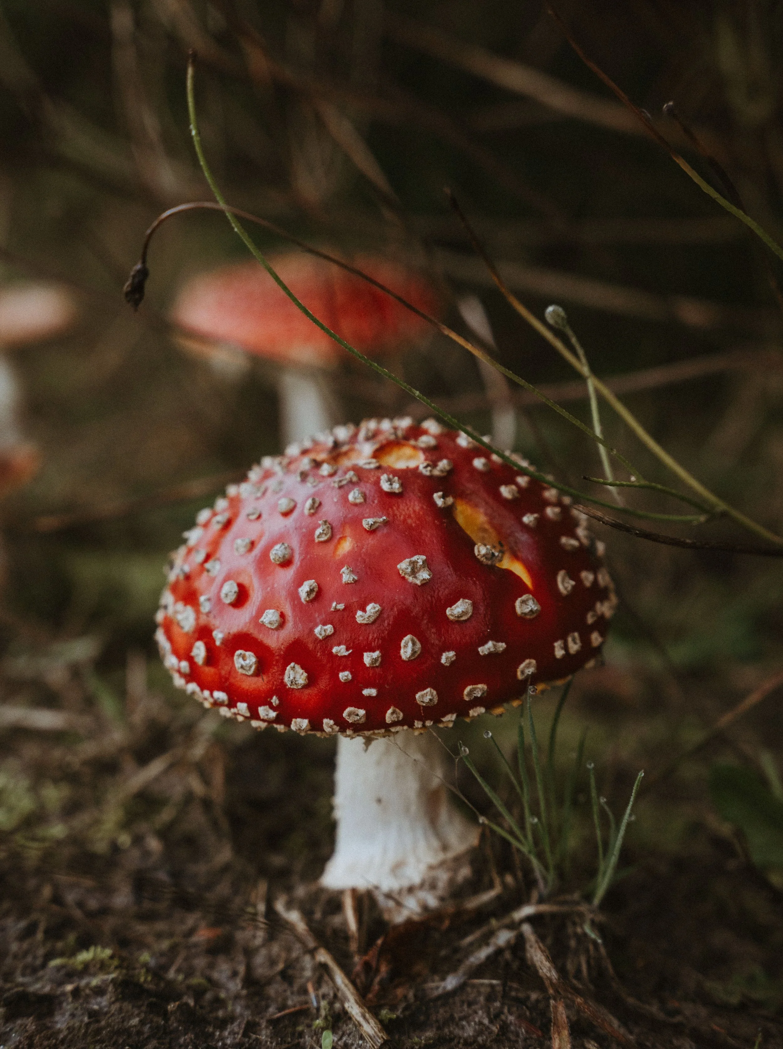LOUNAxACHIEL©MarieMémoires-5.jpg