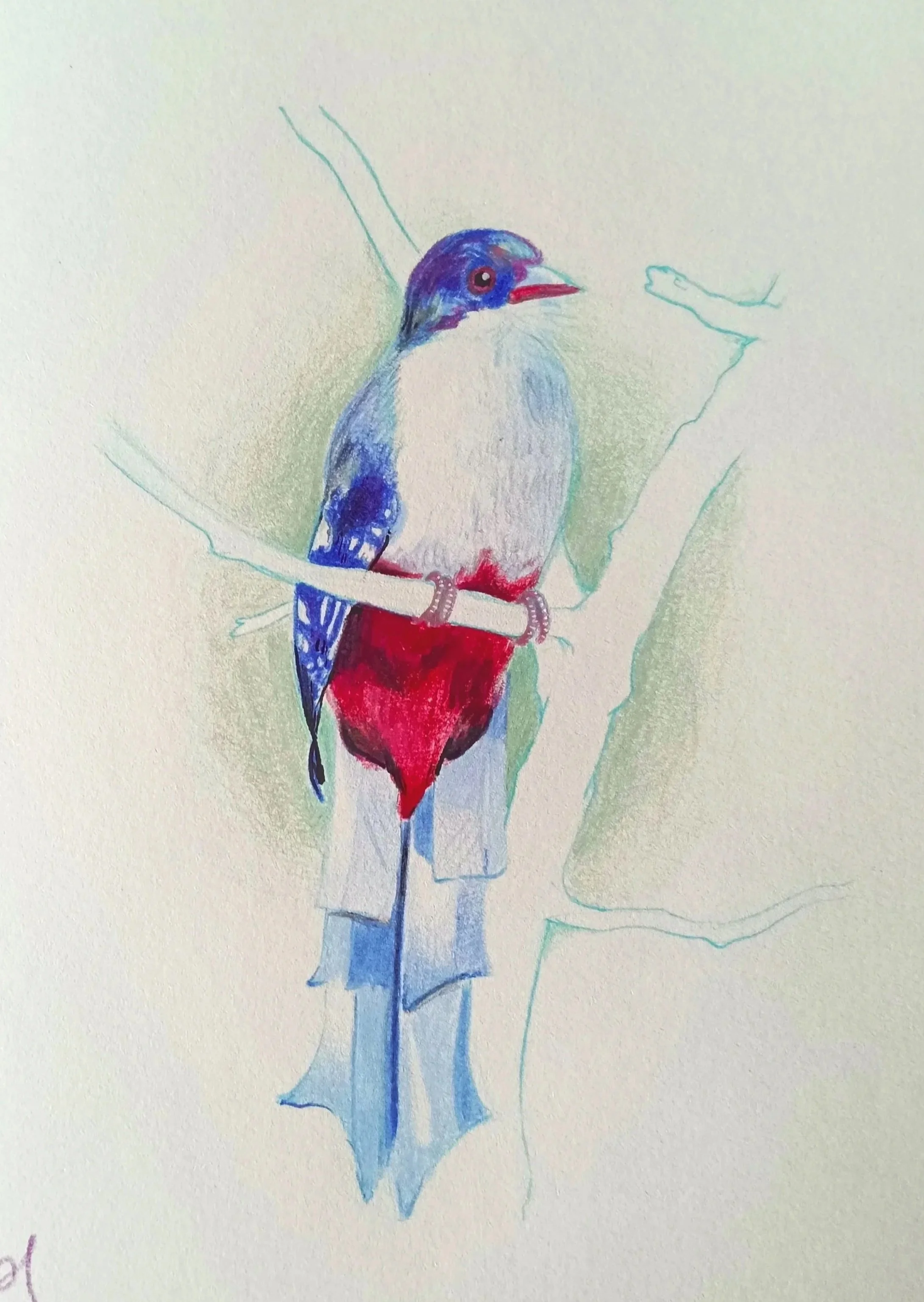 Colored pencil drawing of a bird sitting on a branch, with some sketch lines of the branch visible.