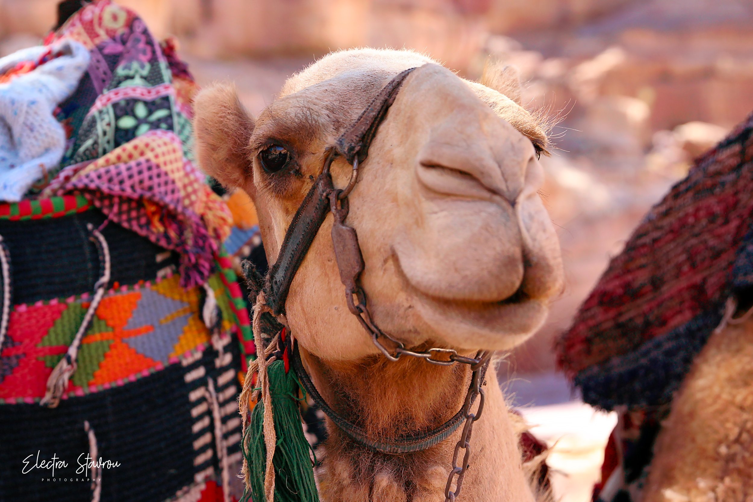 Electra Stavrou_Smiling Camel.jpg