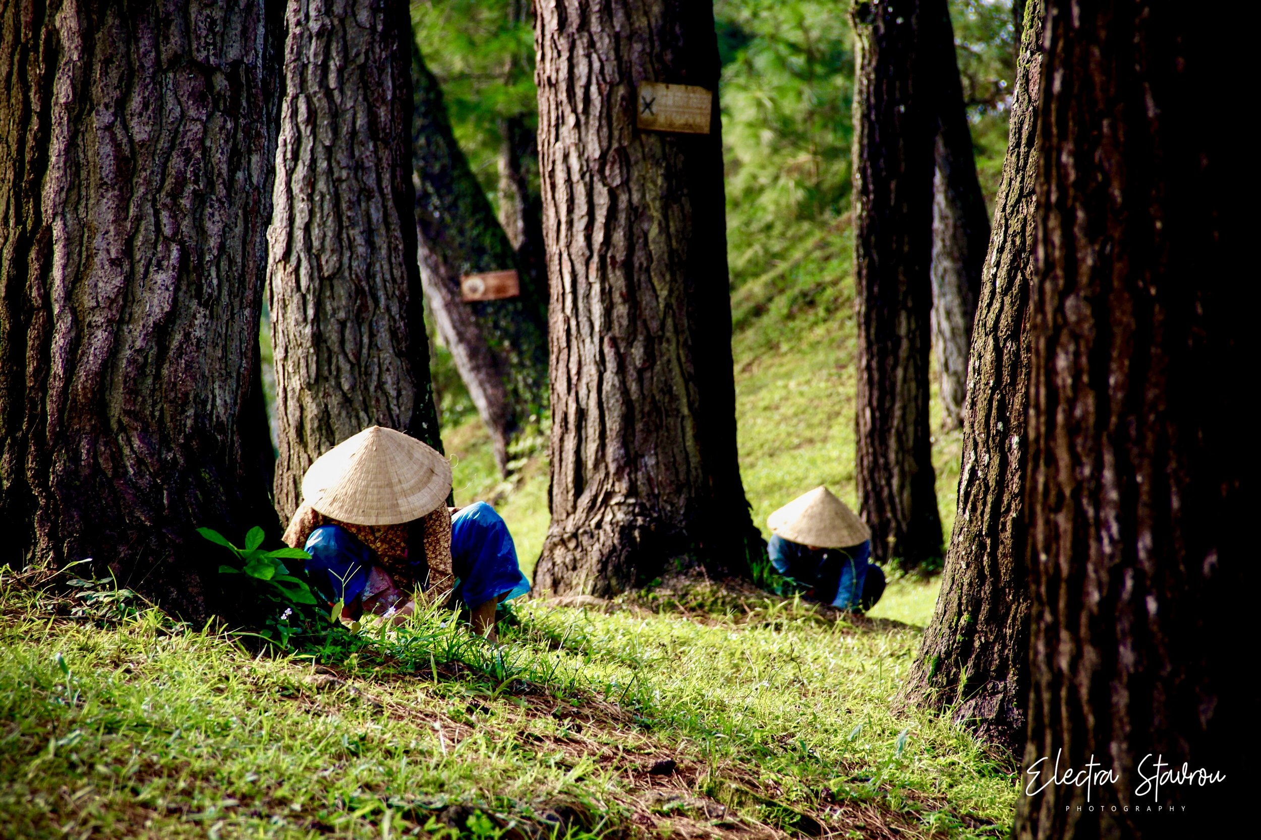 Electra Stavrou_Shroomin in Vietnam.jpg