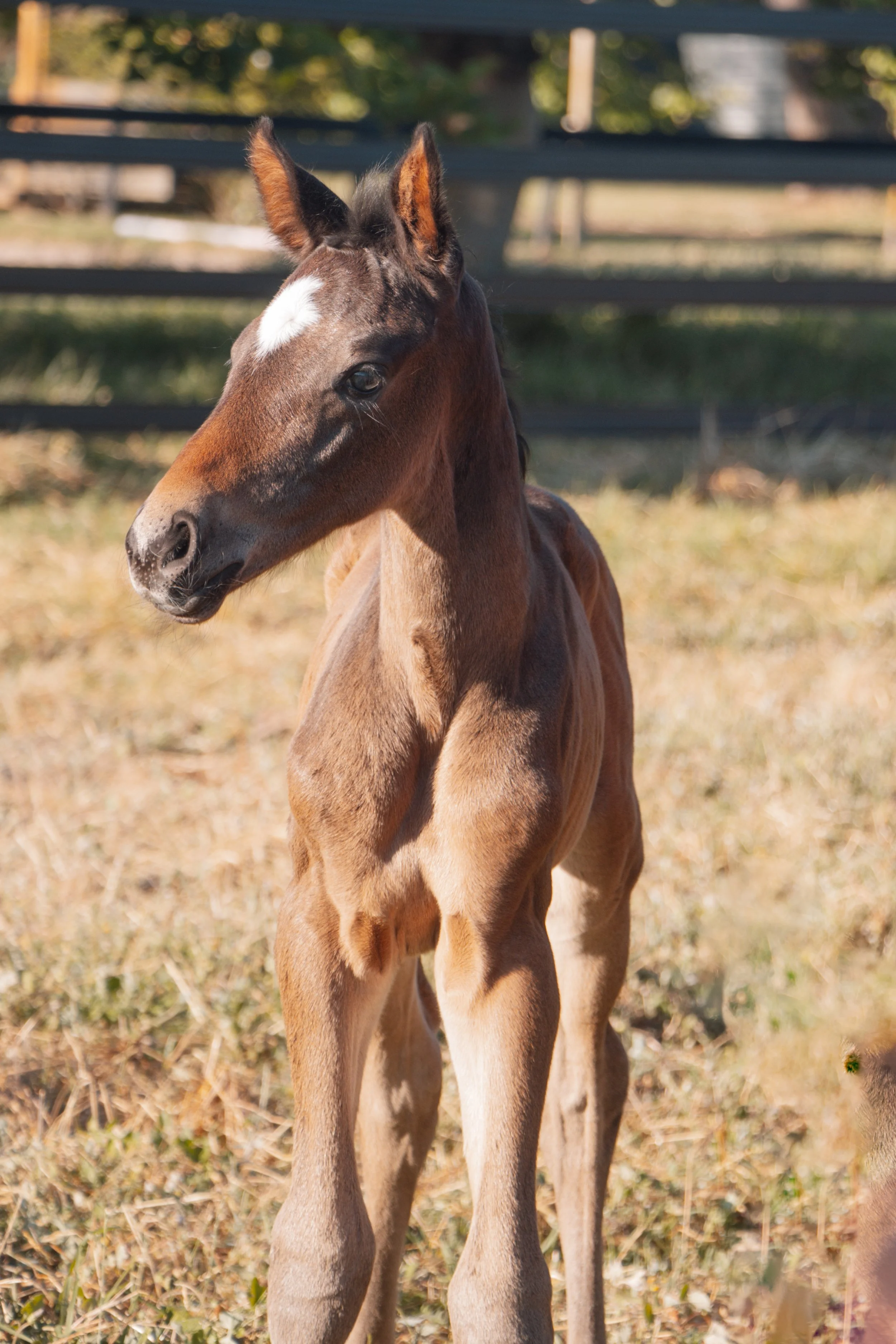 PL MACARIA - AVAILABLE