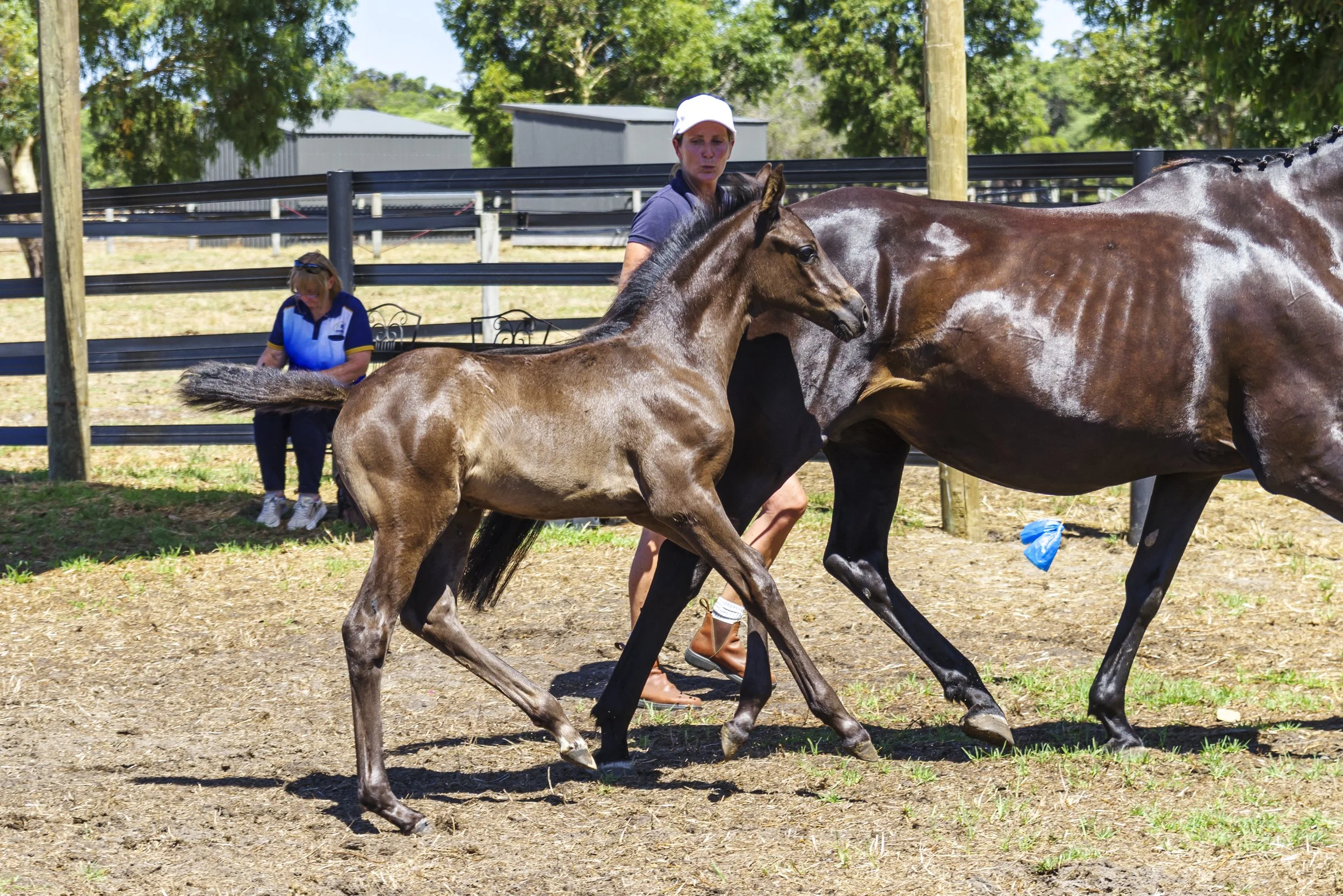 ACE Group National Filly Champion Paperbark Lodge Disco Darling, black filly