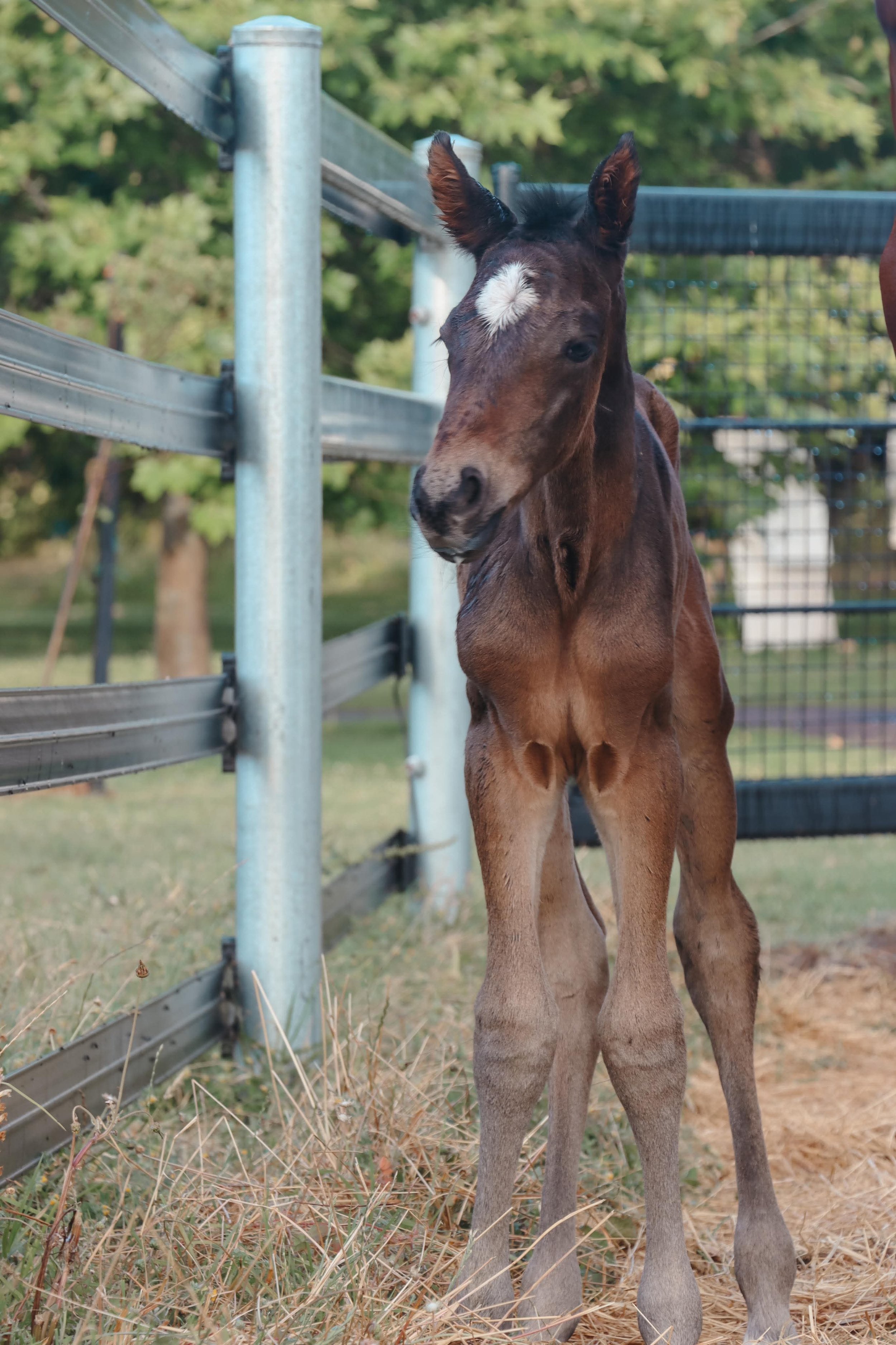 Paperbark Lodge Macaria filly by Maracana x Bellario