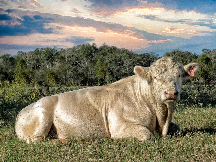 A large white cow with curly hair on its head, lying in a grassy field with trees in the background and a partly cloudy sky during sunset.