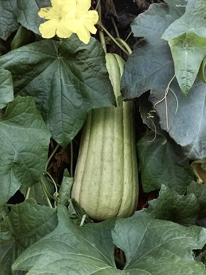 Loofah Plant at StarHill.jpeg