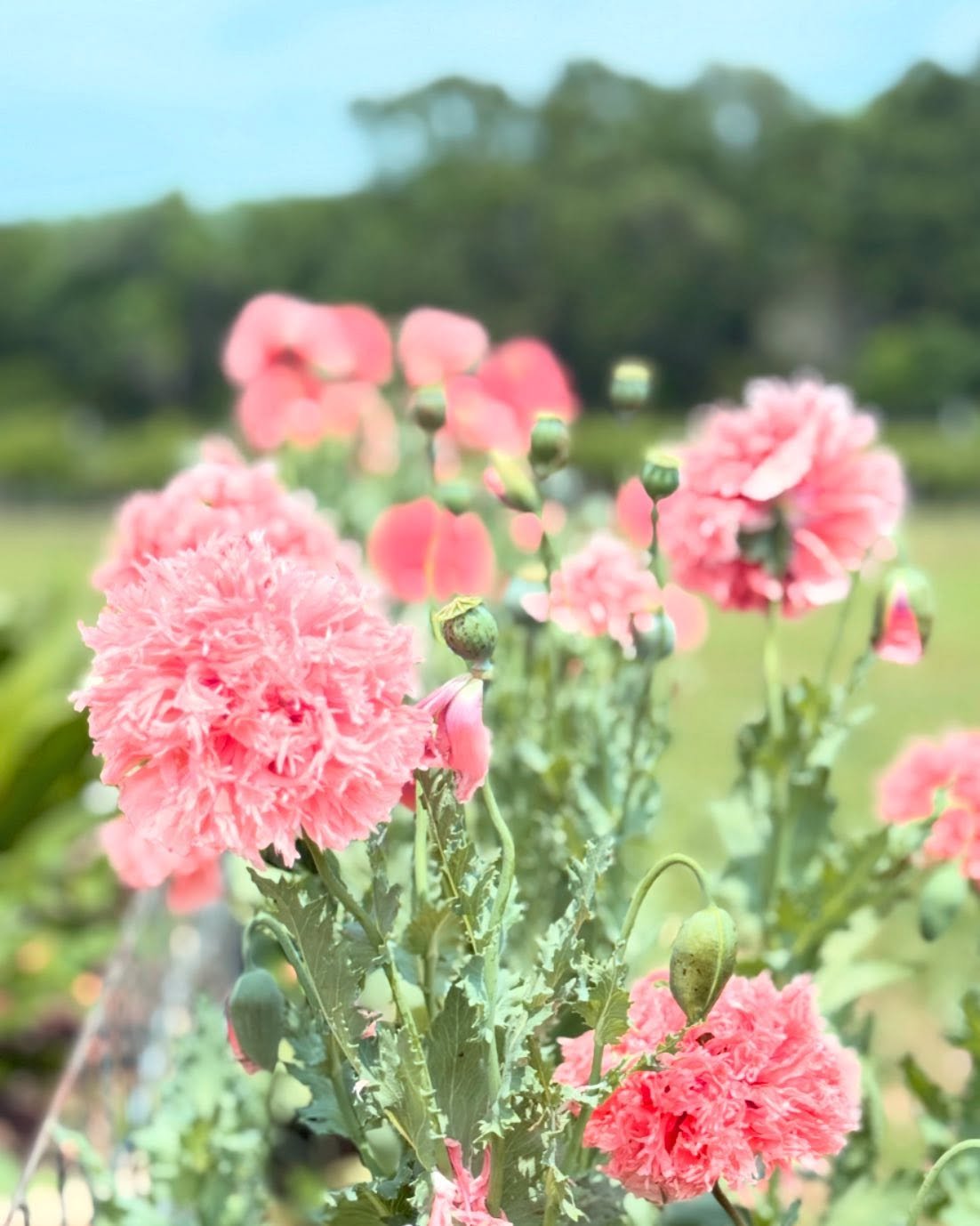 Frilling &amp; thrilling 💖 
Our poppies are bursting into bloom!