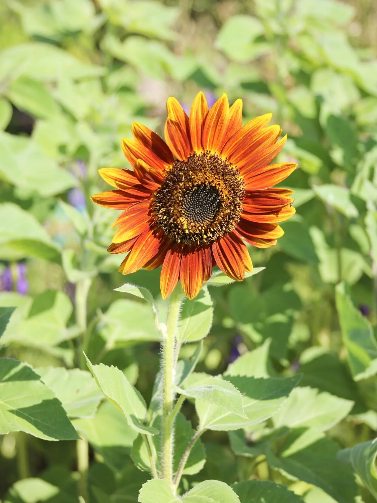 Be Bright ☀️🌻

We love our blooming flowers at the farm, they make any day a better day :) #starhill #starhillfarms #farm #getaway #flowers