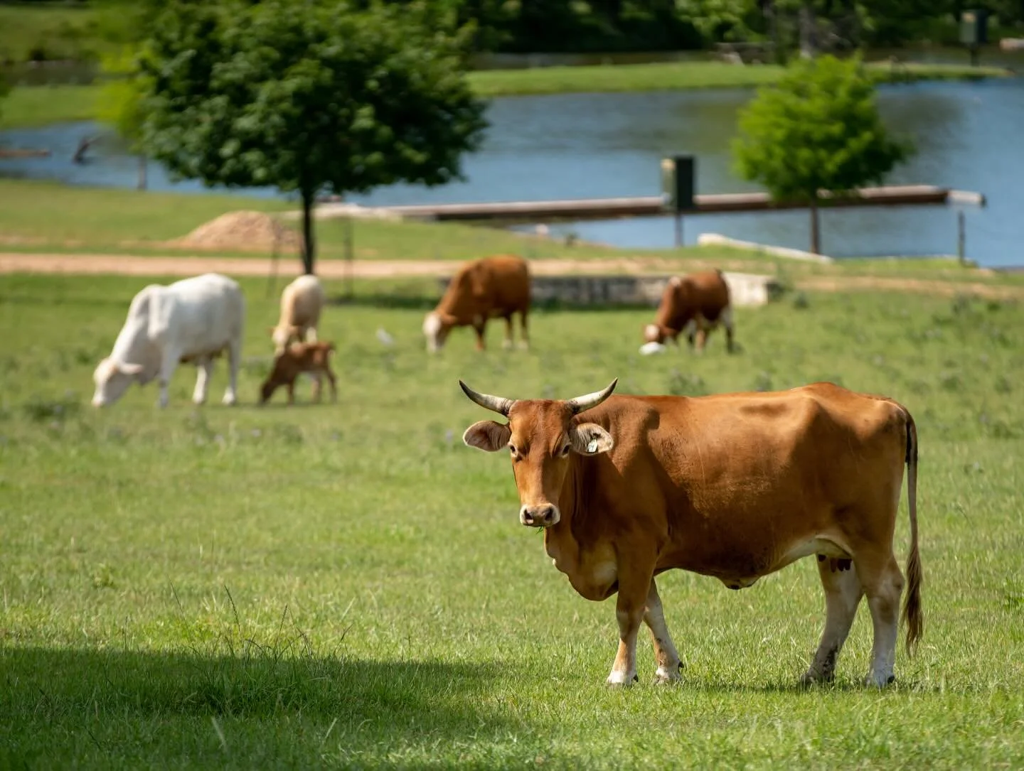 Relaxing Sundays by the water 🐄✨

#ranch #country #texas