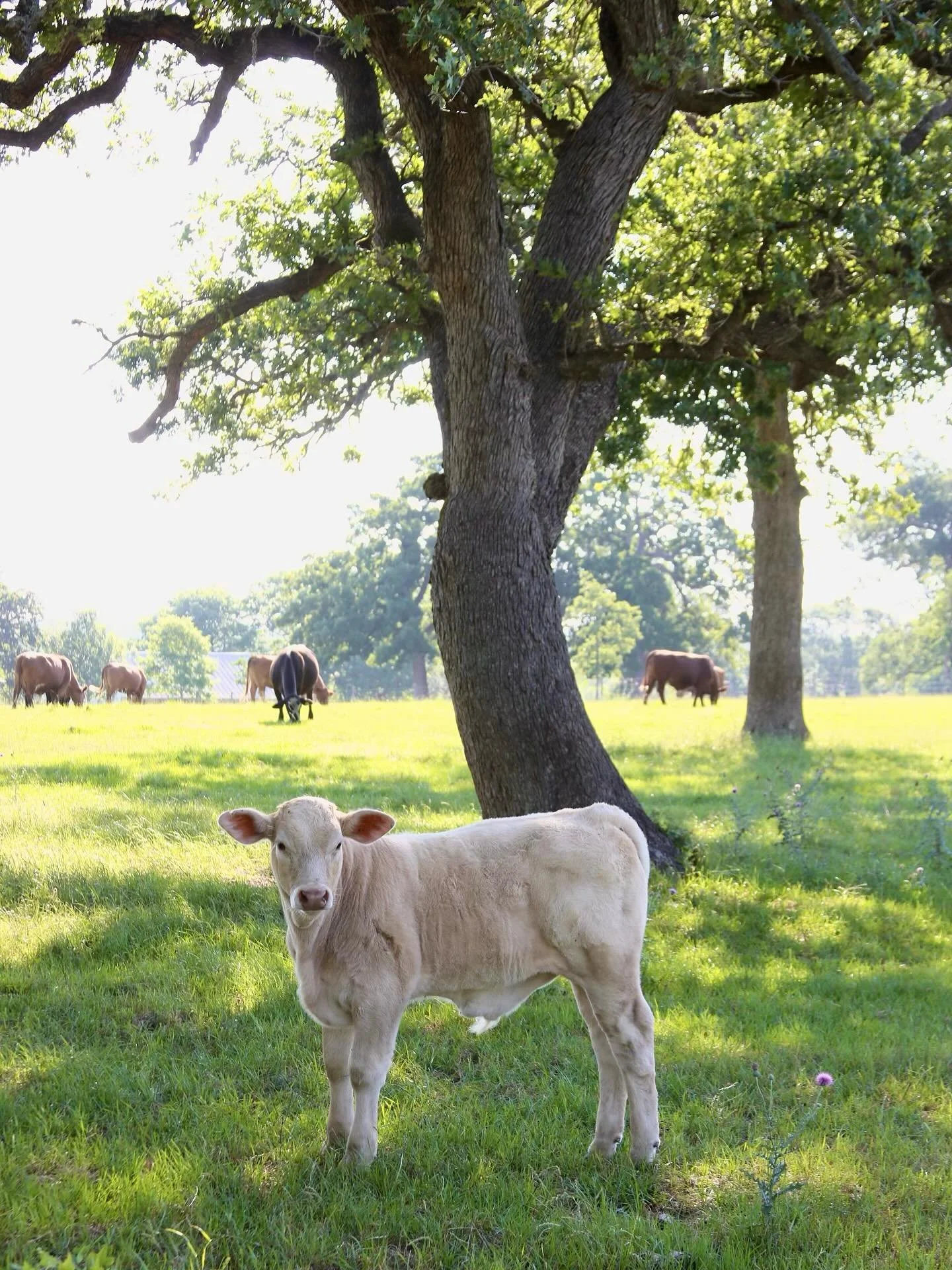 Be lively ✨🐮

Come join us at the farm and experience the vibrant life we&rsquo;re living! We cherish all of the lively aspects that we have here at the farm!! #starhillfarms #starhill #farms #getaway #cow #countryside #newulm