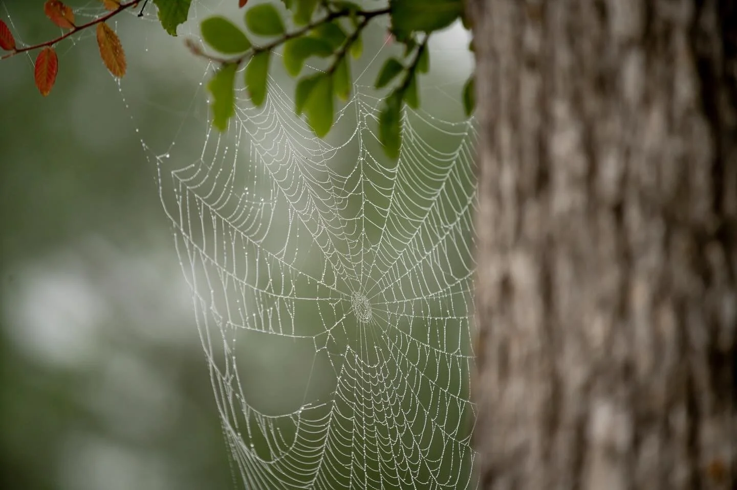 Be Spooky 👻🎃 

Wishing you a Happy Halloween from us to you! May your Halloween be spook-tacular and amazing! #starhillfarms #starhill #farm #halloween #spooky #newulm