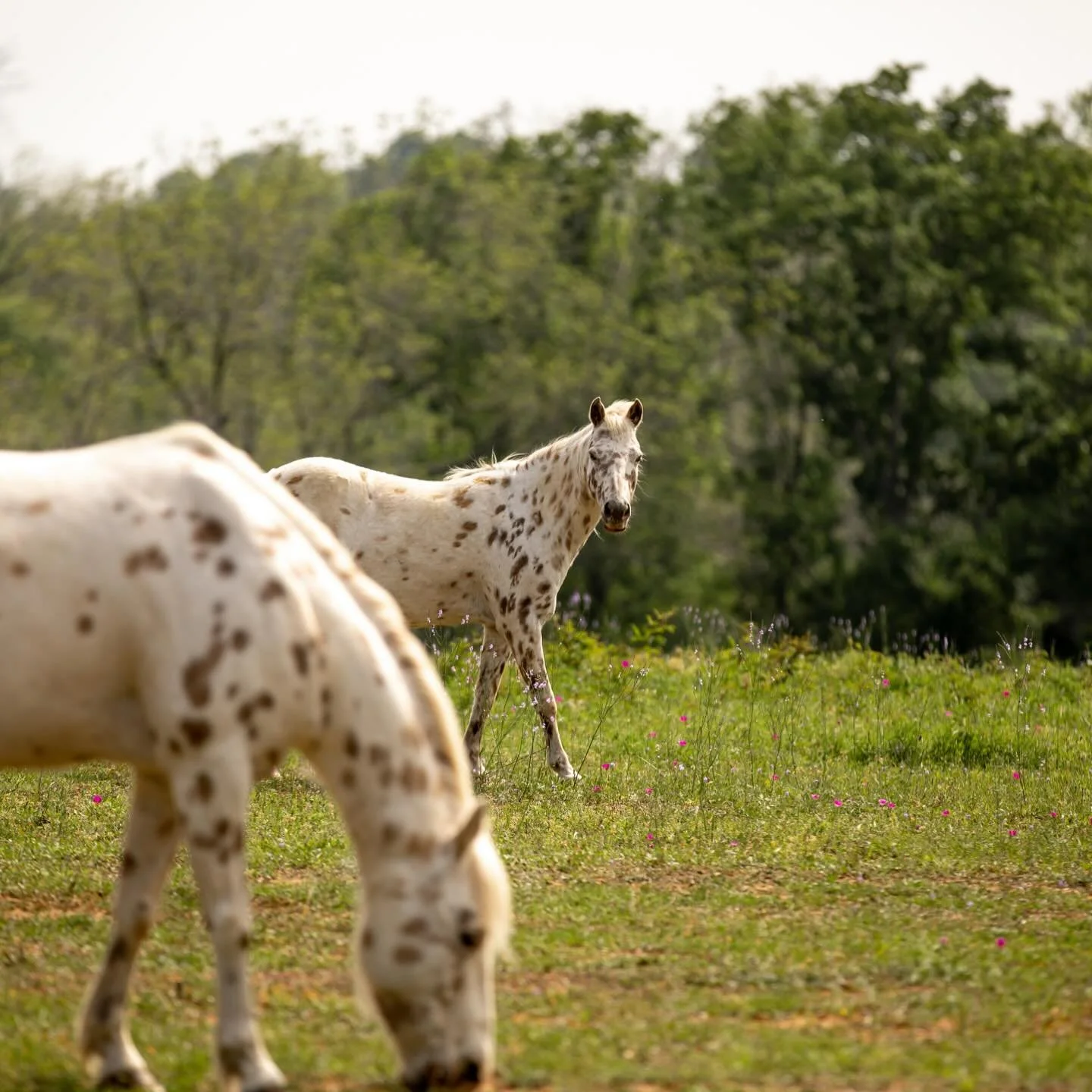 Stay, relax, and connect with nature and the ones who make this ranch feel alive 🐴✨

📸 @garyblakephoto

#horsephotography #horses #ranch #getaway
