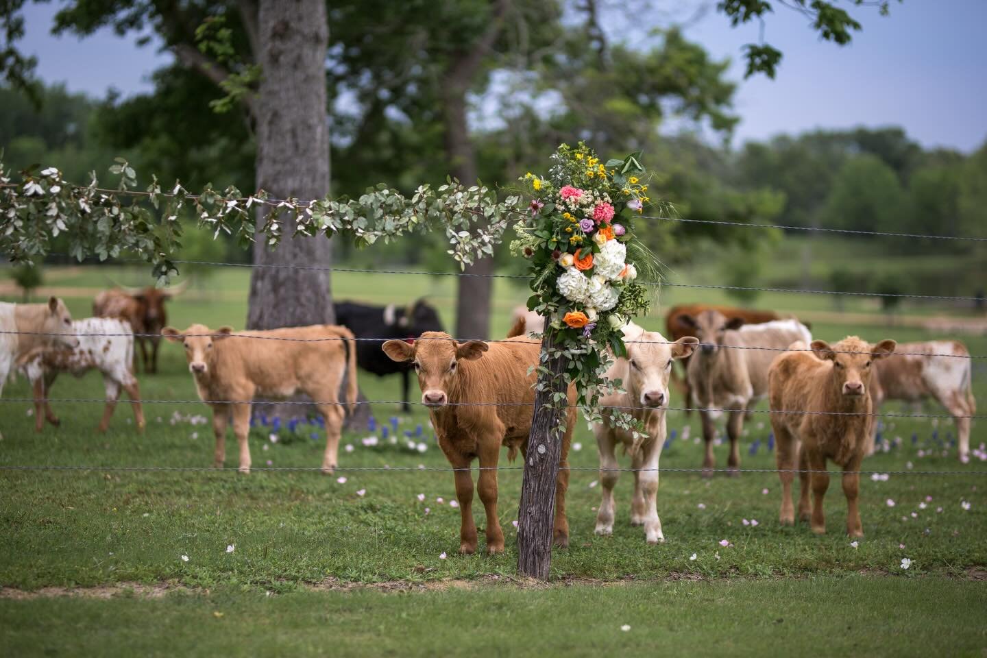A love story told under open skies, with wildflowers, grazing cattle, and the quiet beauty of the Texas countryside. 🐮🤍✨

Celebrate your special day with us at StarHill Farms 💍💐

#weddingvenue #weddingidea #ranchwedding #farmwedding