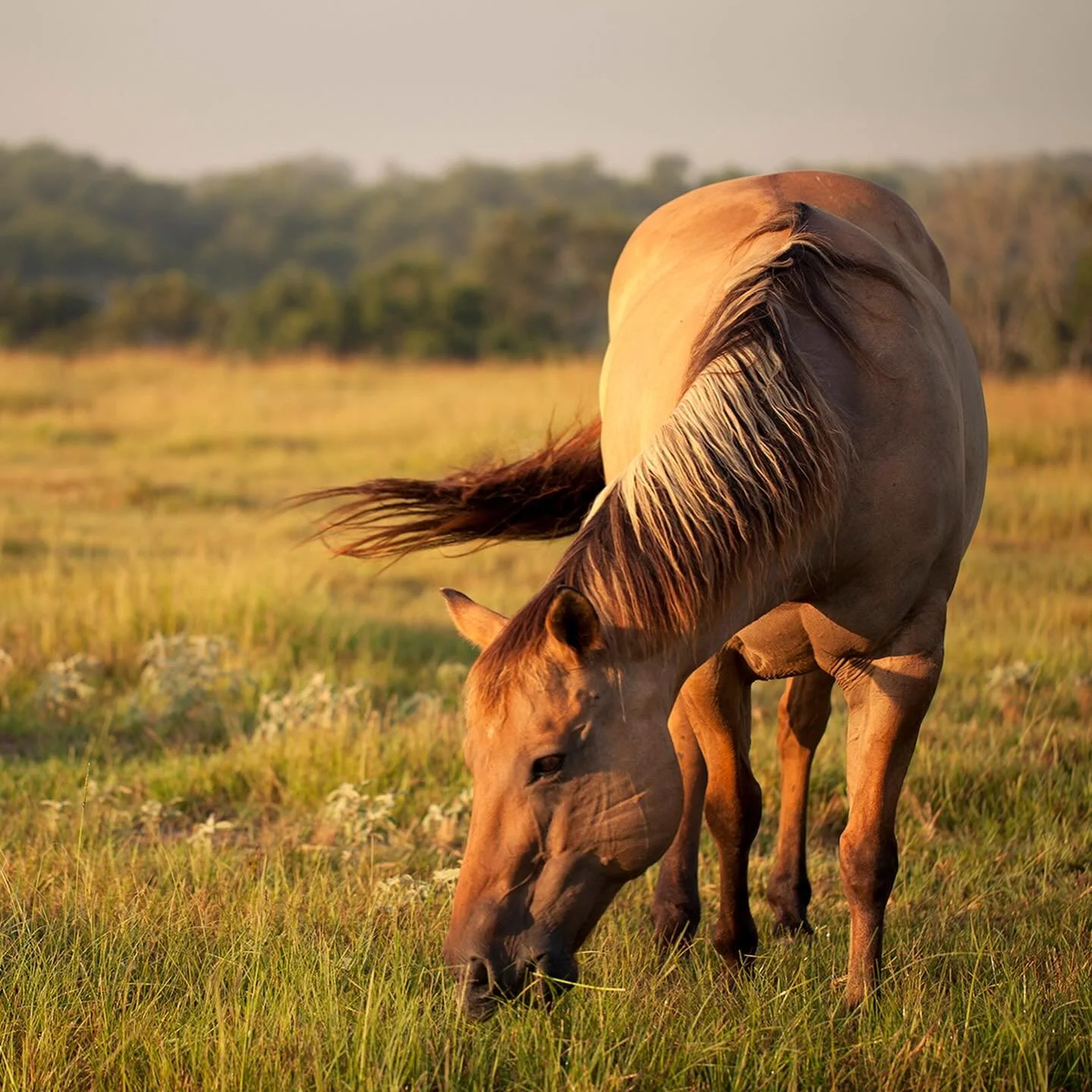 Four-legged friends make the best getaway companions 🐴✨

#ranchlife #animallove #horselovers #countrystyle