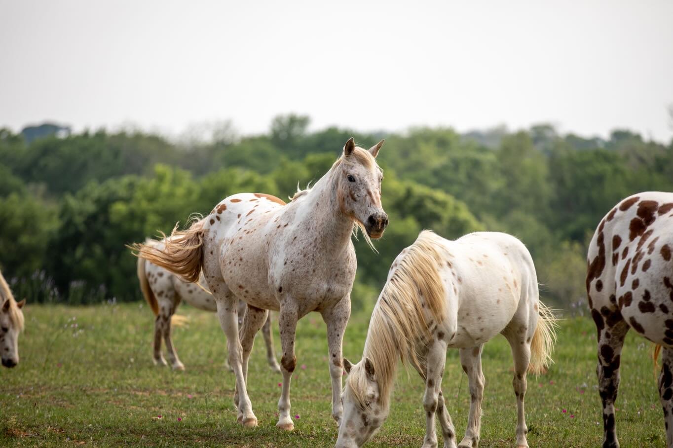 If your idea of peace includes horses grazing and a few curious four-legged friends stopping by&hellip;.you&rsquo;ll feel right at home here 🤎🐎

#animallove #animallovers #horselovers #cattle #ranchlife