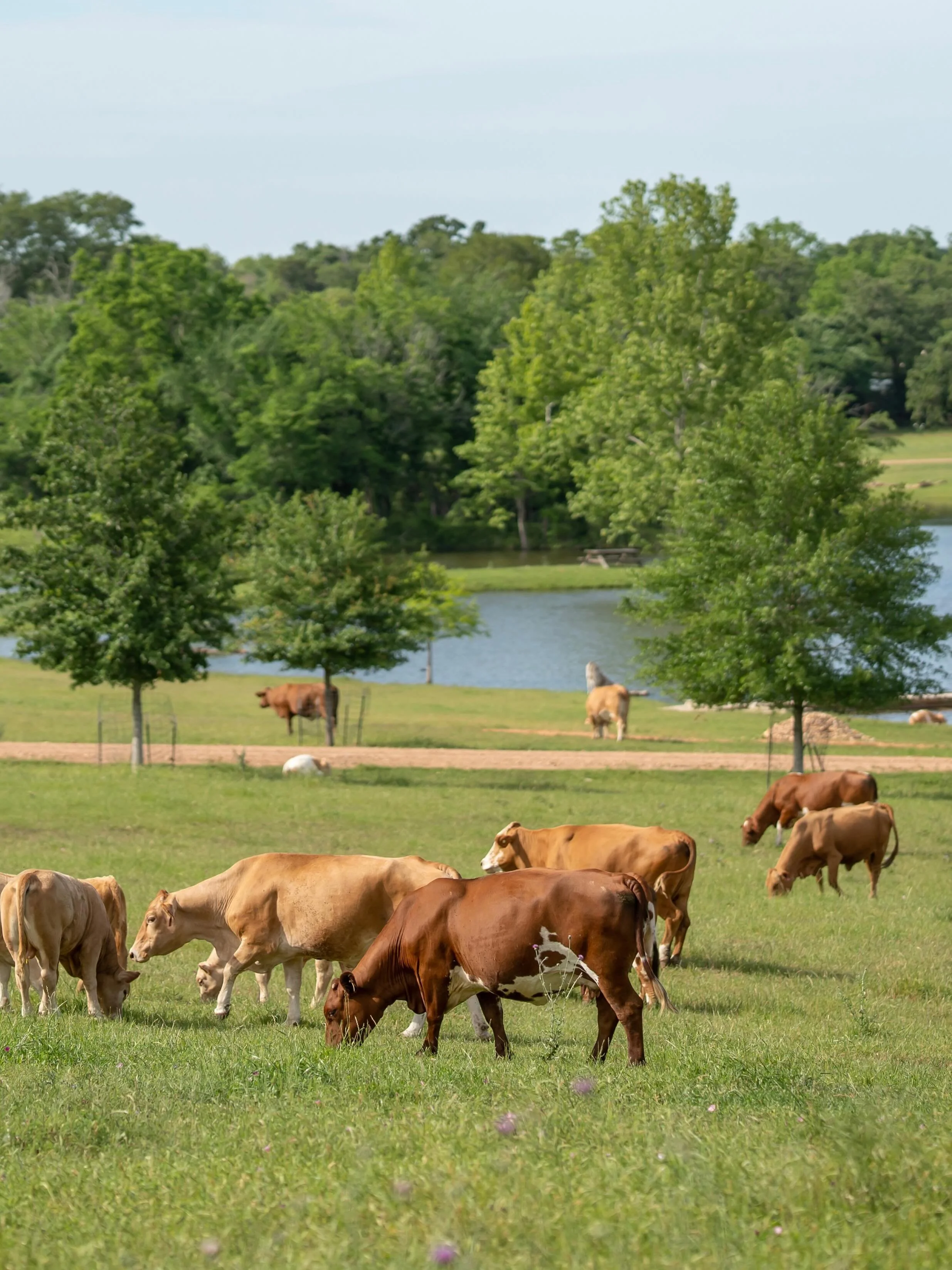 If your favorite place includes wide open spaces, four legged friends, and an abundance of nature, StarHill Farms is the right place for you ☀️🐄🌿

#natureescape #natureheals #ranchlife #ranch #sundaymood