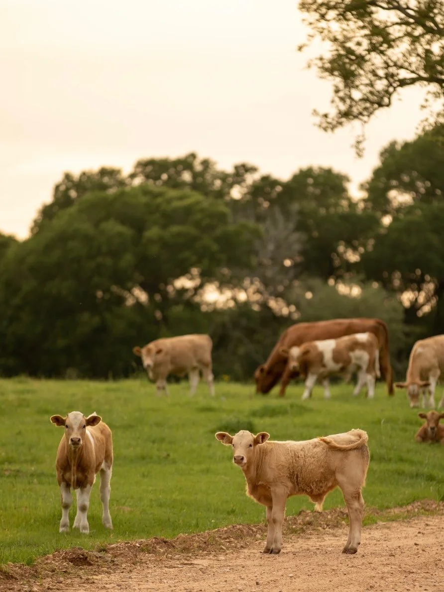 There&rsquo;s something special about waking up to wide open fields, fresh country air, and cattle grazing just beyond your front porch. 🌿🐄✨

#countryside #cattleranch #ranchlife #ranchlifestyle