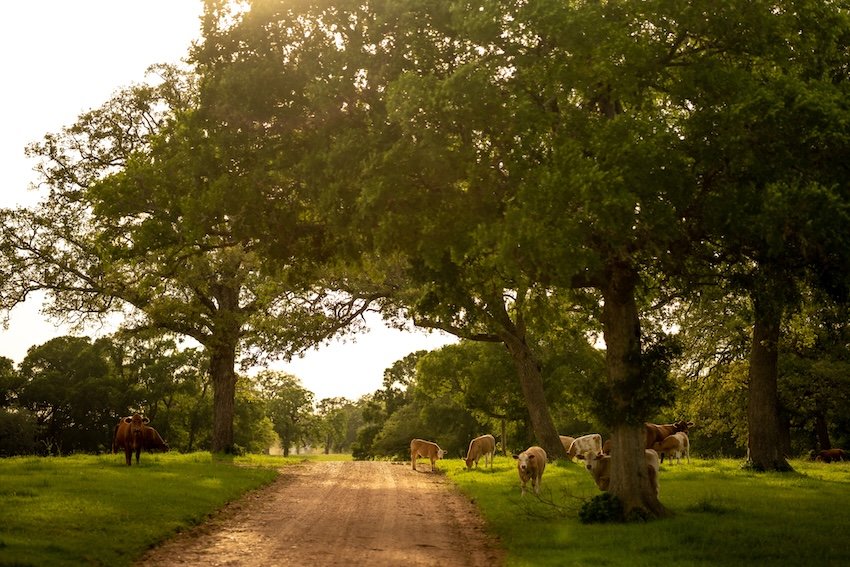 best-cabin-vacation-rentals-near-austin-tx-starhill-farms