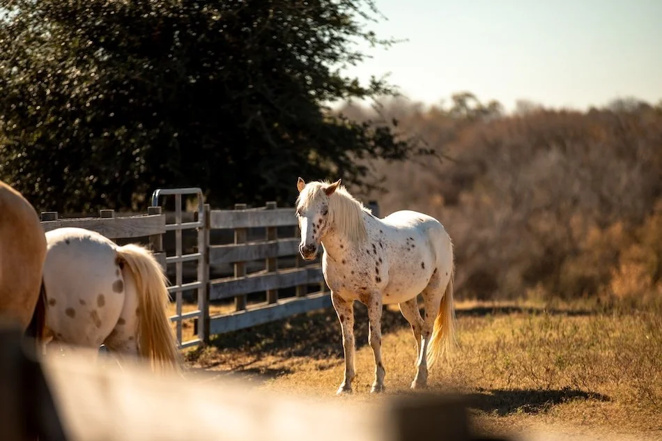 cabins-near-me-san-antonio-tx-starhill-farms