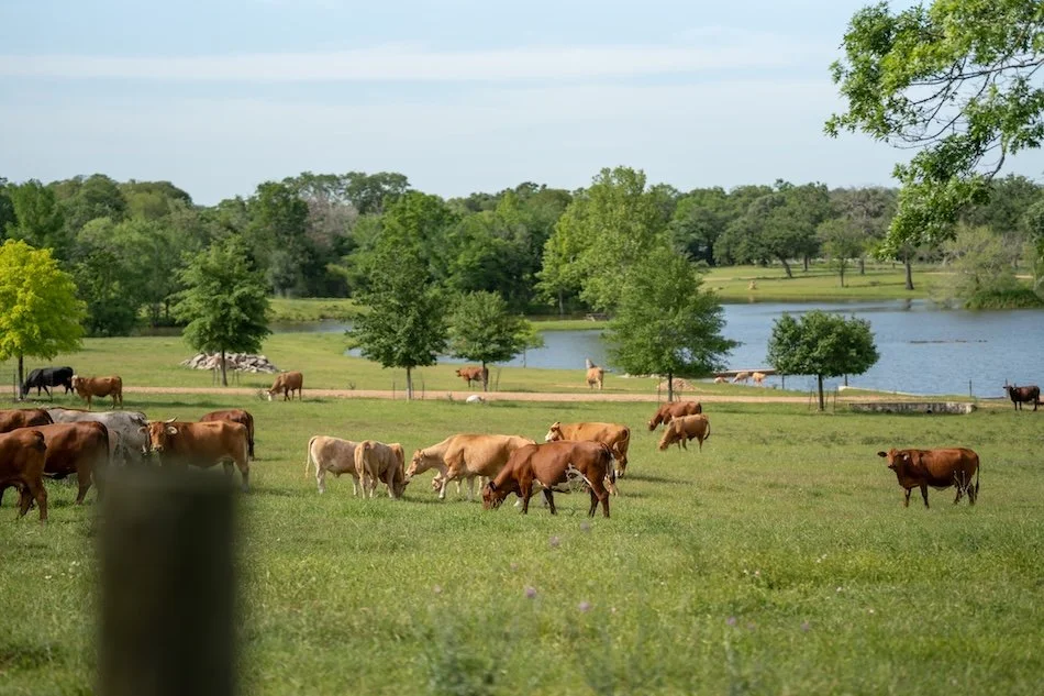 countryside-cabin-vacation-rentals-houston-tx