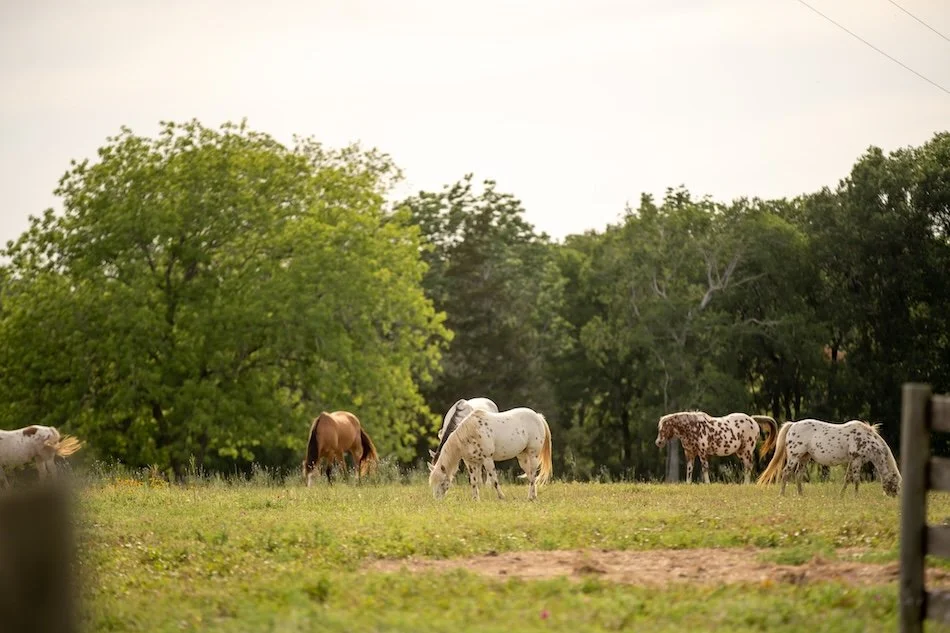 cabin-rentals-with-horses-austin-tx-starhill-farms