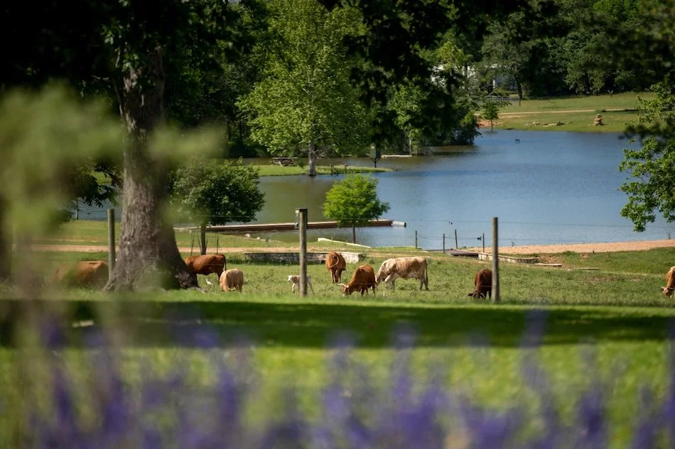 vacation-rentals-near-me-starhill-farms-austin-tx