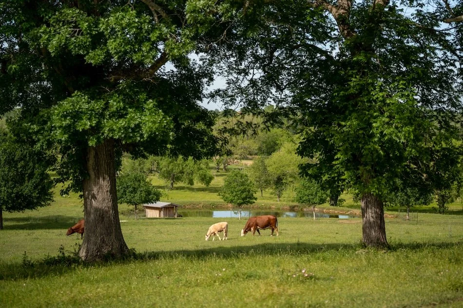 cabin-rentals-near-austin-tx-starhill-farms