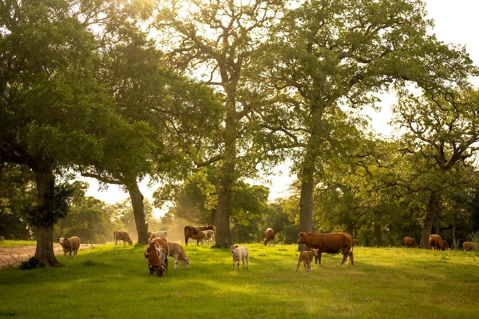 best-vacation-rental-san-antonio-tx-starhill-farms