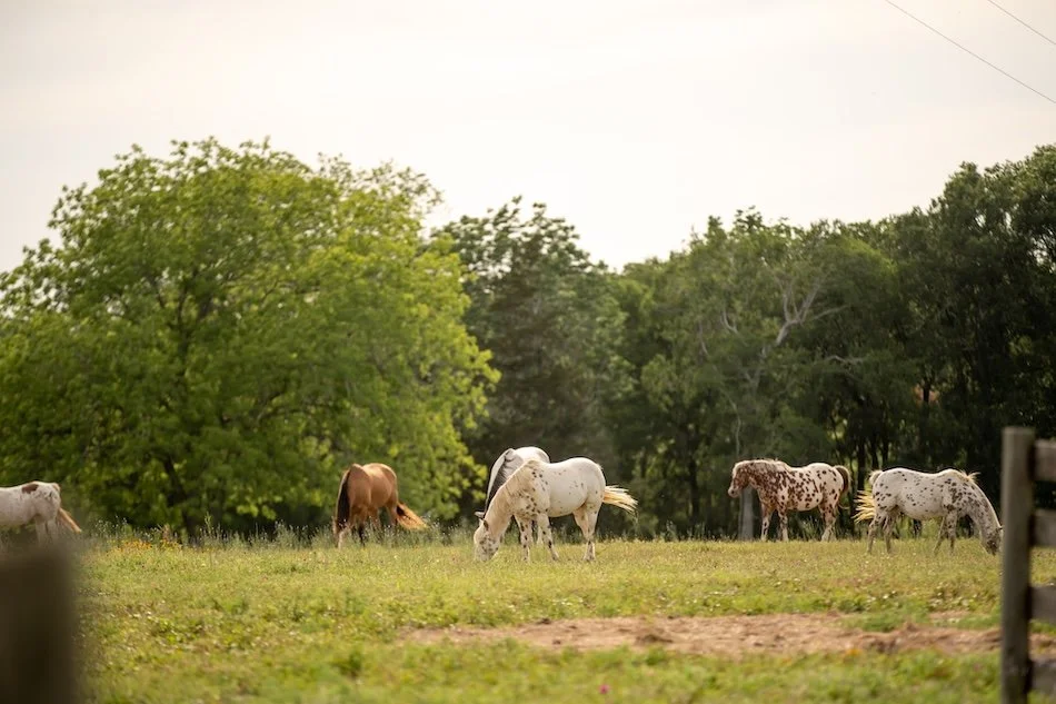 texas-countryside-cabin-vacation-rentals-houston-tx