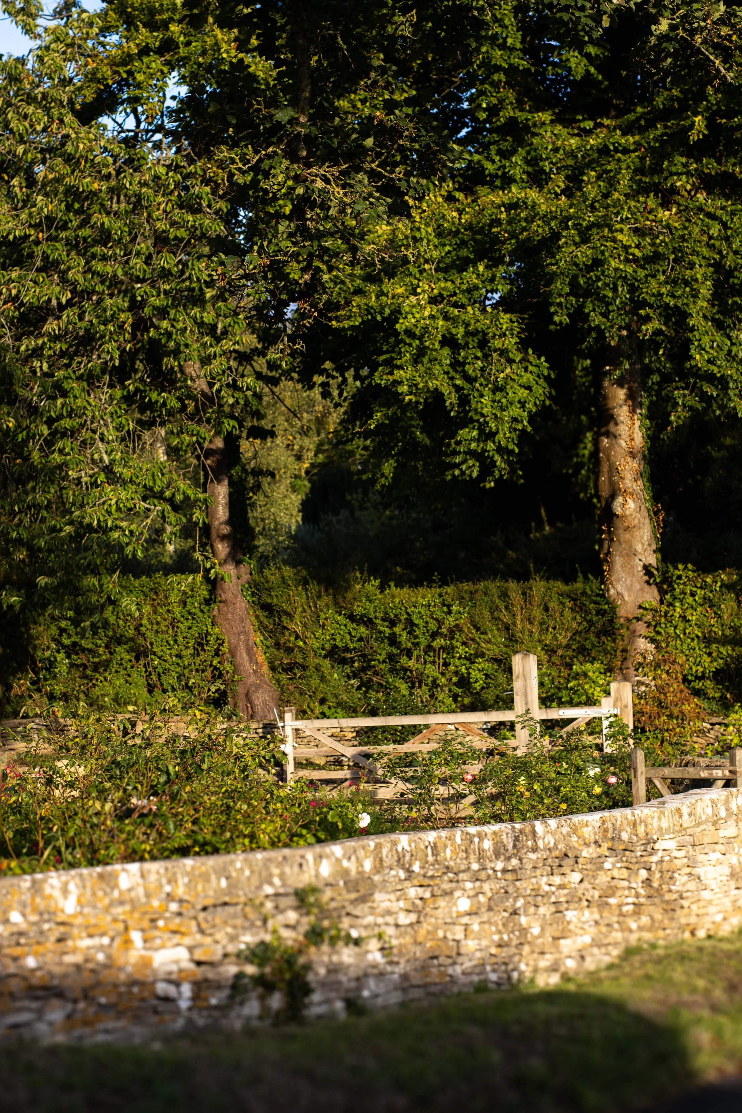A stone wall in the foreground with a garden behind it, three tall trees with green foliage, a wooden fence, and greenery in the background under a clear blue sky. The Lamb Inn. 