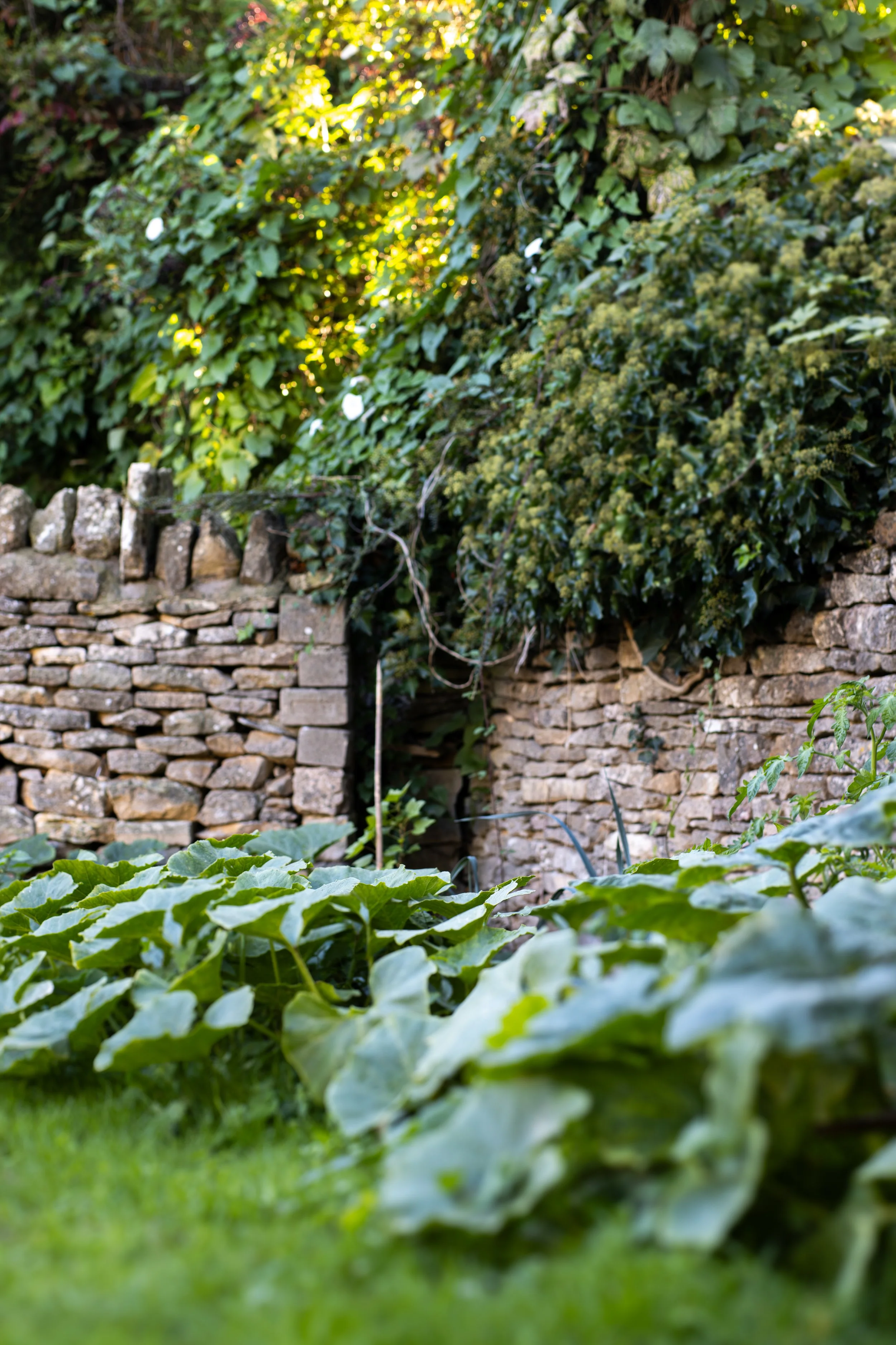 A garden with green plants in the foreground and a rustic stone wall covered in dense green ivy and foliage in the background, with sunlight filtering through the leaves. The Lamb Inn. 