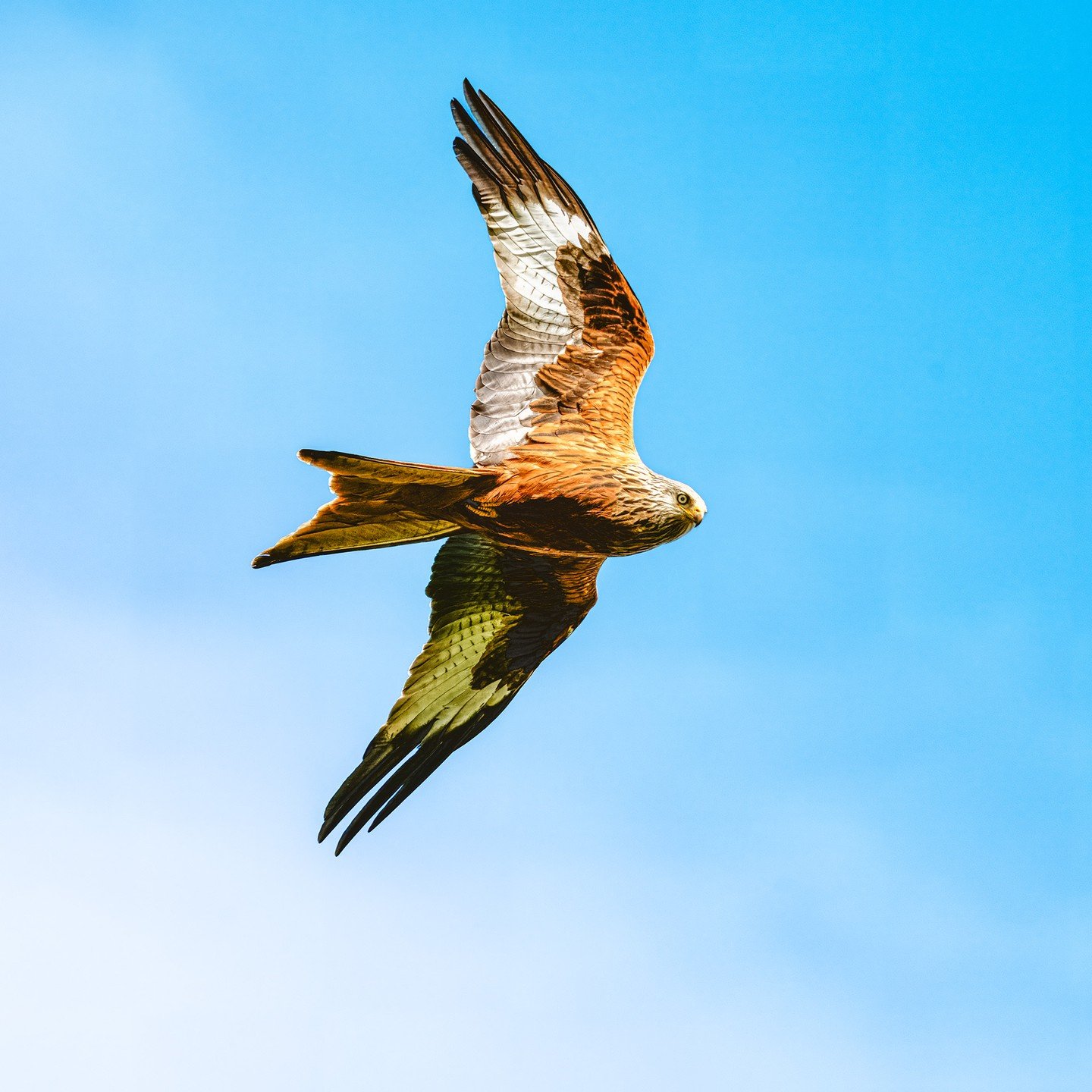 Bird of Prey! a mandatory photograph for south Oxfordshire.
#redkite #redkites #photography #petphotography #wildlifephotography #birdphotography #birdsofprey #Oxfordshire #oxfordshirephotographer #sonyalpha #sonyphotography @sonyalpha