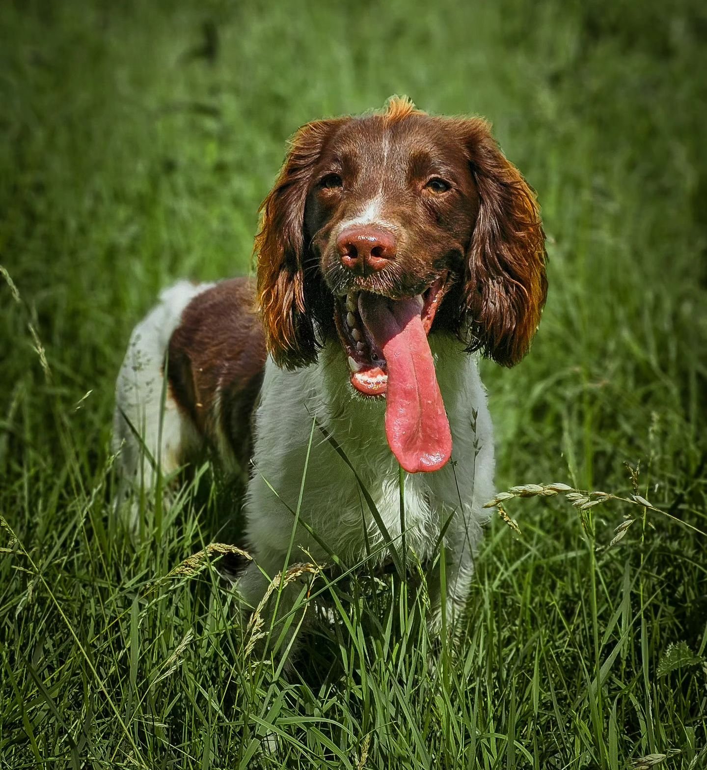 We are missing the summer sun!
#photography #petphotography #dogphotography #sonyalpha #sonyphotography @sonyalpha #springerspaniel #dogsofinstagram #doglover #pet