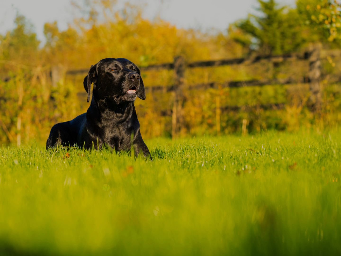 Basking in the autumn sun!
#photography #petphotography #dogphotography #sonyalpha #sonyphotography @sonyalpha #blacklab #labrador #blacklabrador