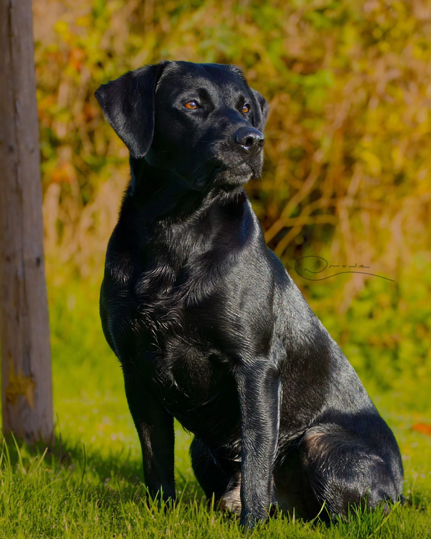 Henry nailed nearly every classic labrador pose!
#photography #petphotography #dogphotography #sonyalpha #sonyphotography @sonyalpha #labrador #blacklab #blacklabrador #workingdog #countryliving
