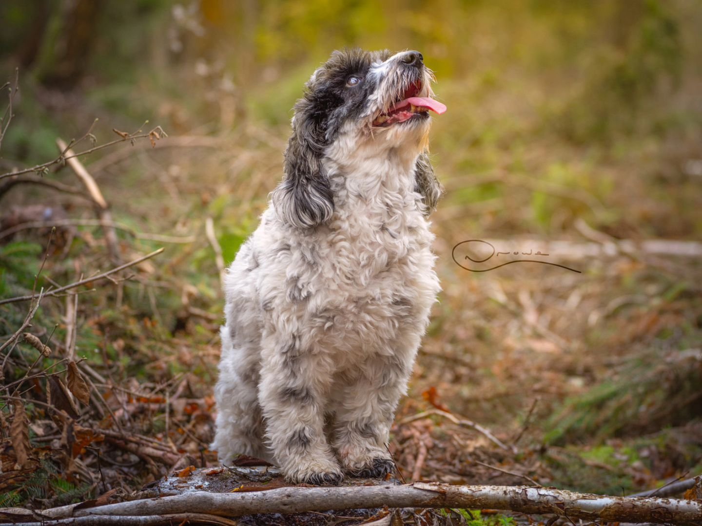 Rose in the wild!
#photography #petphotography #dogphotography #cockerpoo #countryliving #sonygmaster #sonyalpha #sonyphotography @sonyalpha