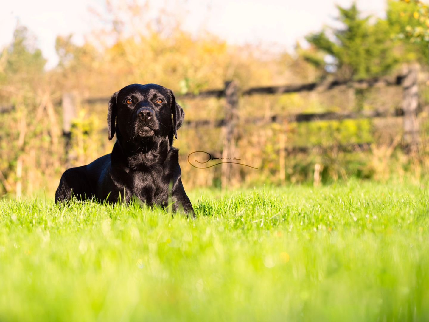 Another one of Henry. Ain't he gorgeous!
#photography #petphotography #dogphotography #sonyalpha #sonyphotography @sonyalpha #sonygmaster #labrador #blacklab