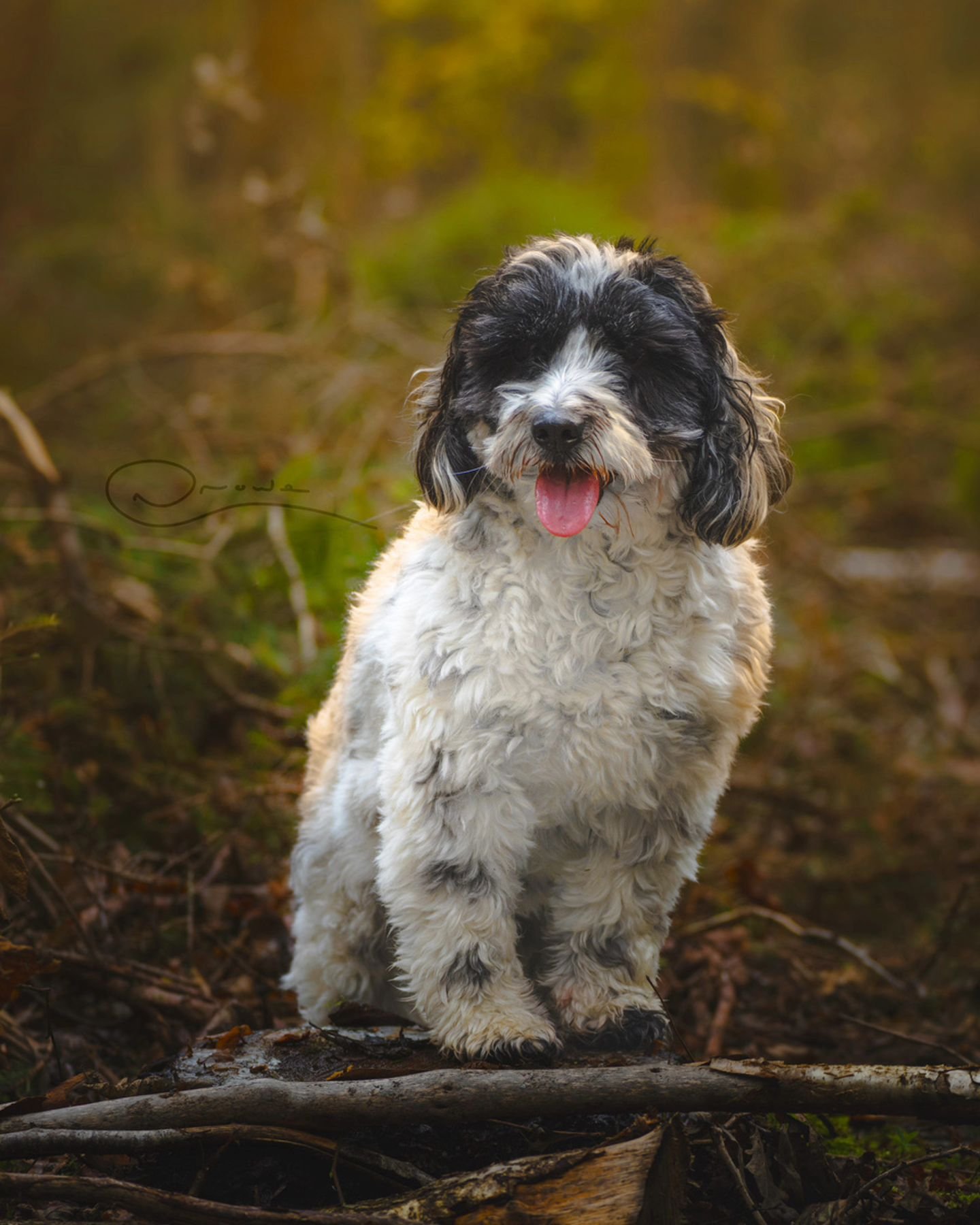 Autumn woodland creatures
#photography #petphotography #dogphotography #sonyalpha #sonygmaster #sonyphotography #cockerpoo #oxfordshire #countrysidephotography #autumnvibes #fall @sonyalpha