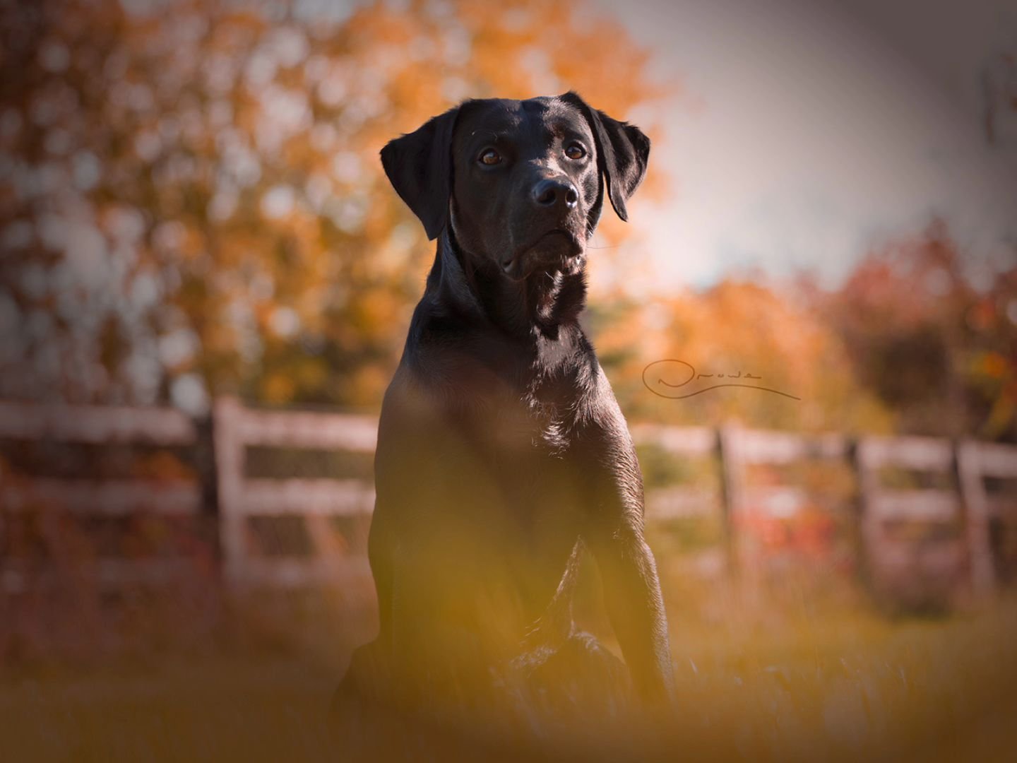#photography #petphotography #dogphotography #sonyalpha #sonyphotography @sonyalpha #blacklab #labrador #countrylife #animals